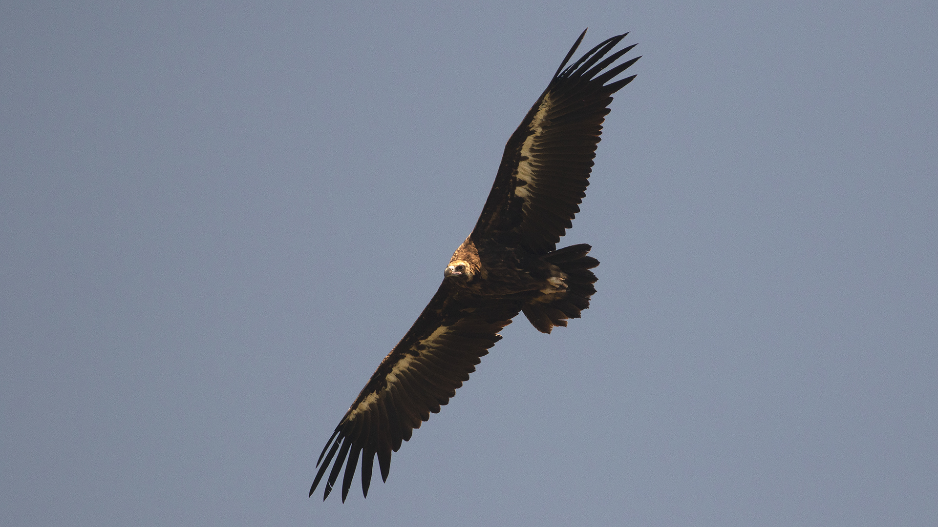 Cinereous Vulture