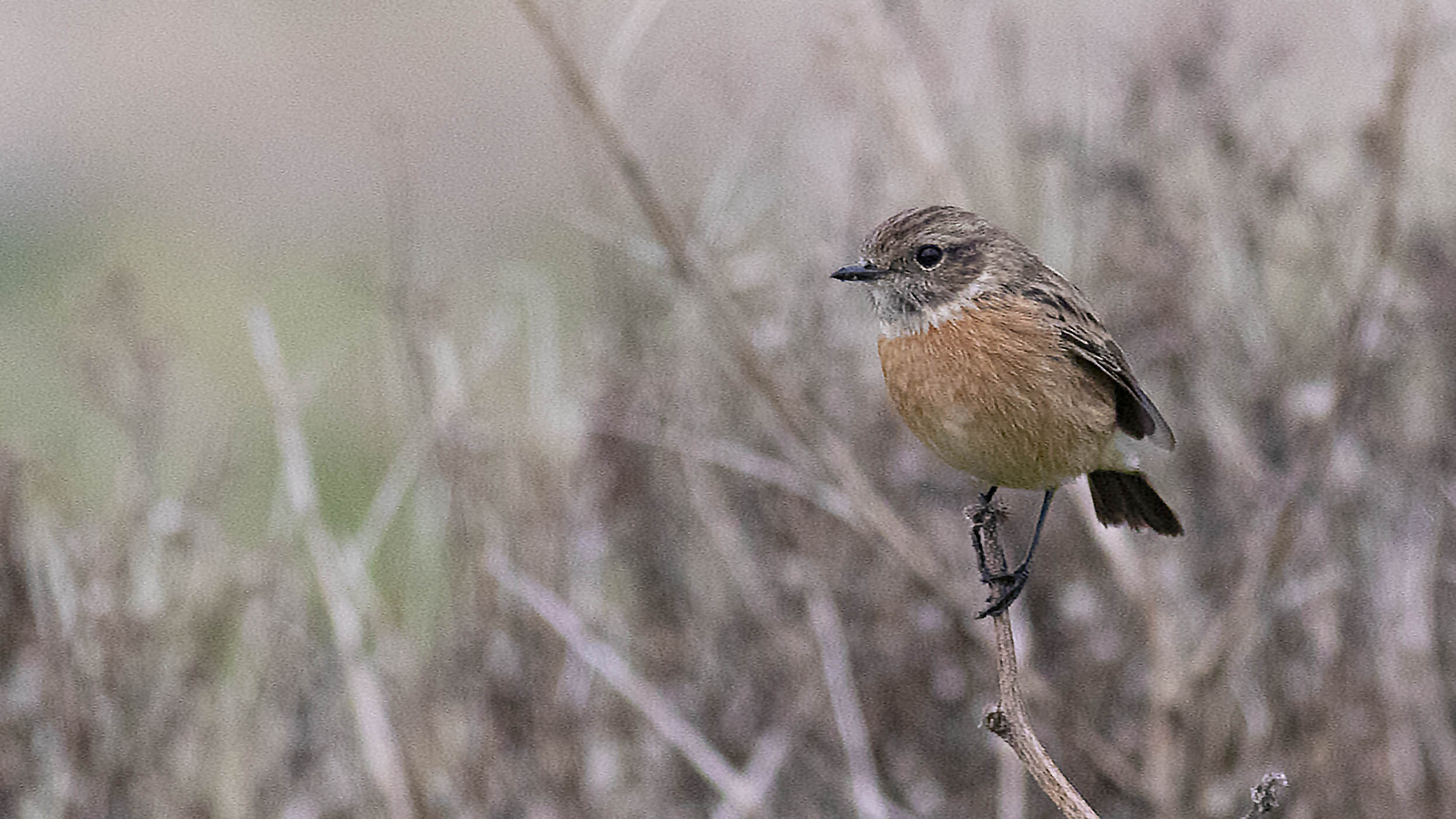 European Stonechat