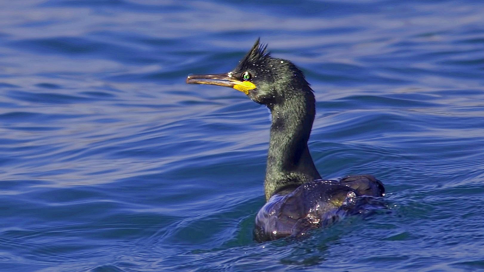 Great Cormorant