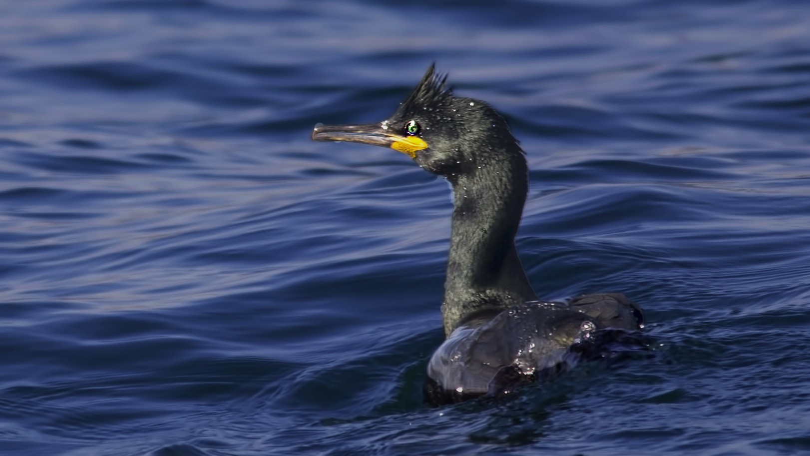 Great Cormorant