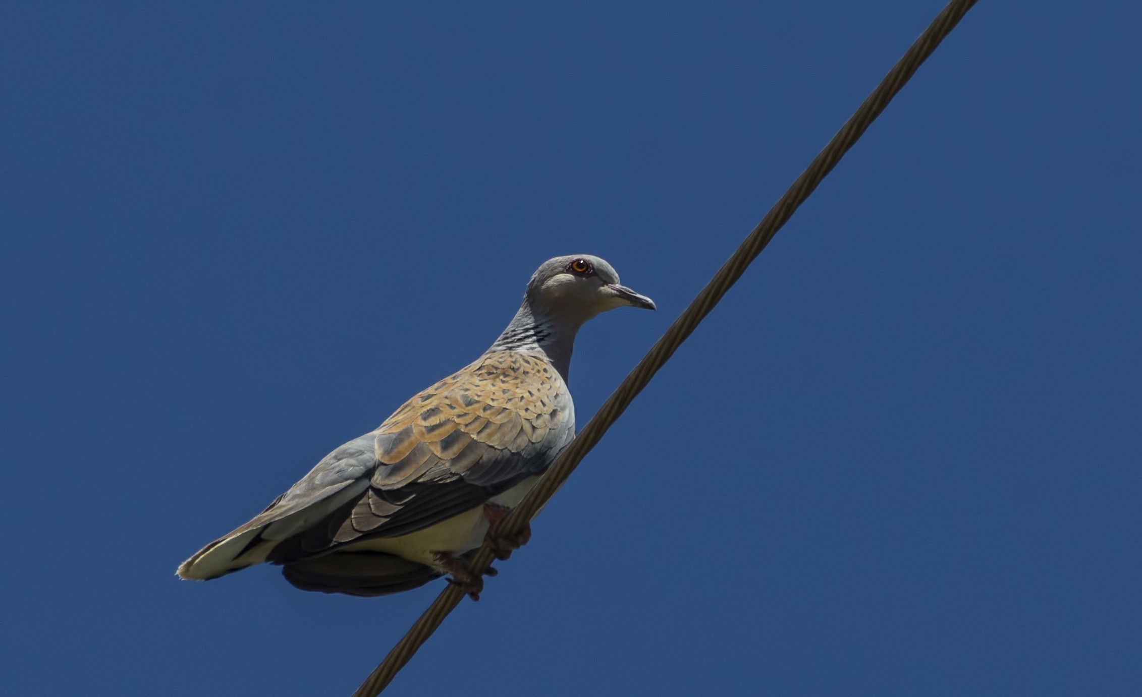European Turtle-Dove