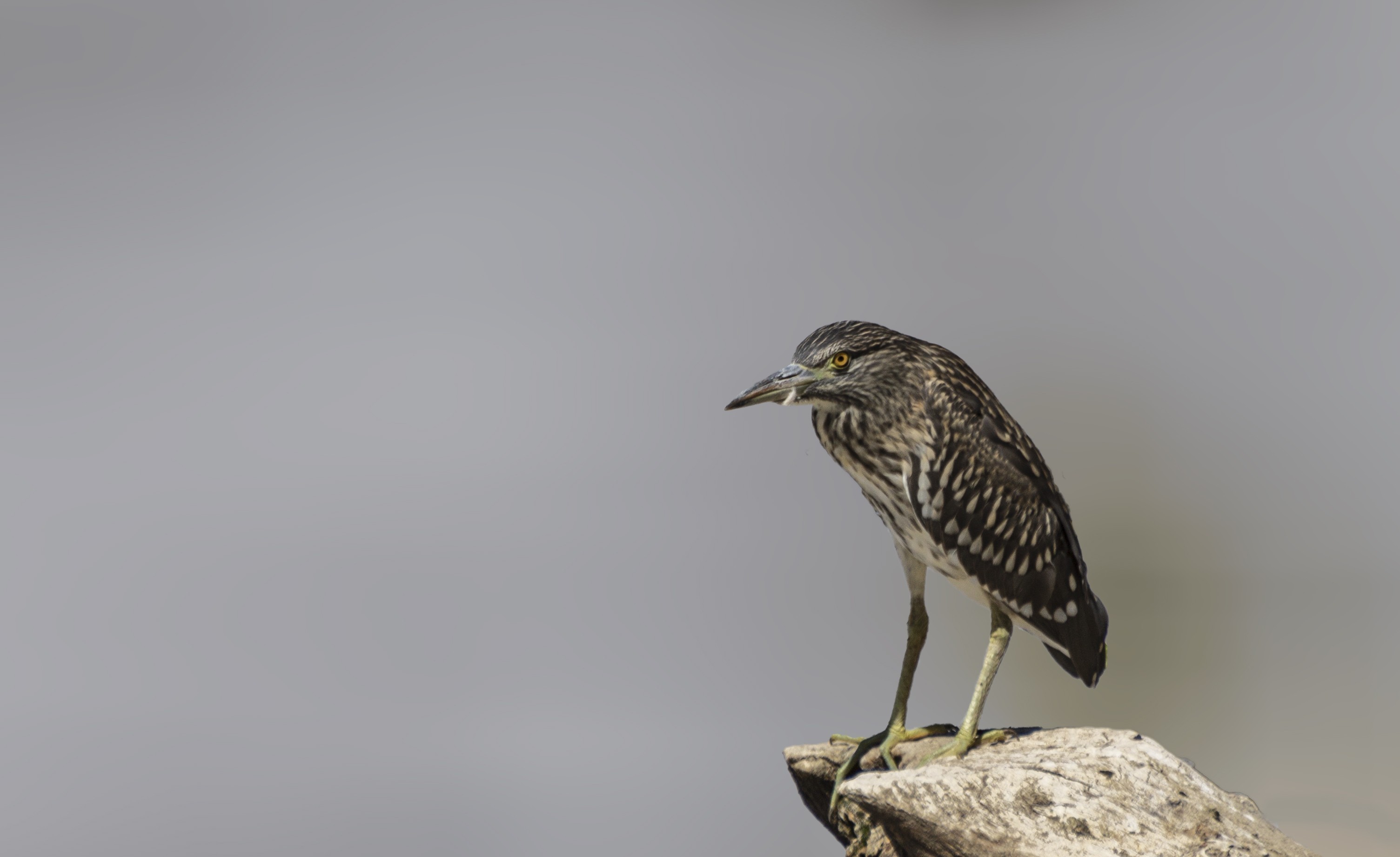 Black-crowned Night-Heron