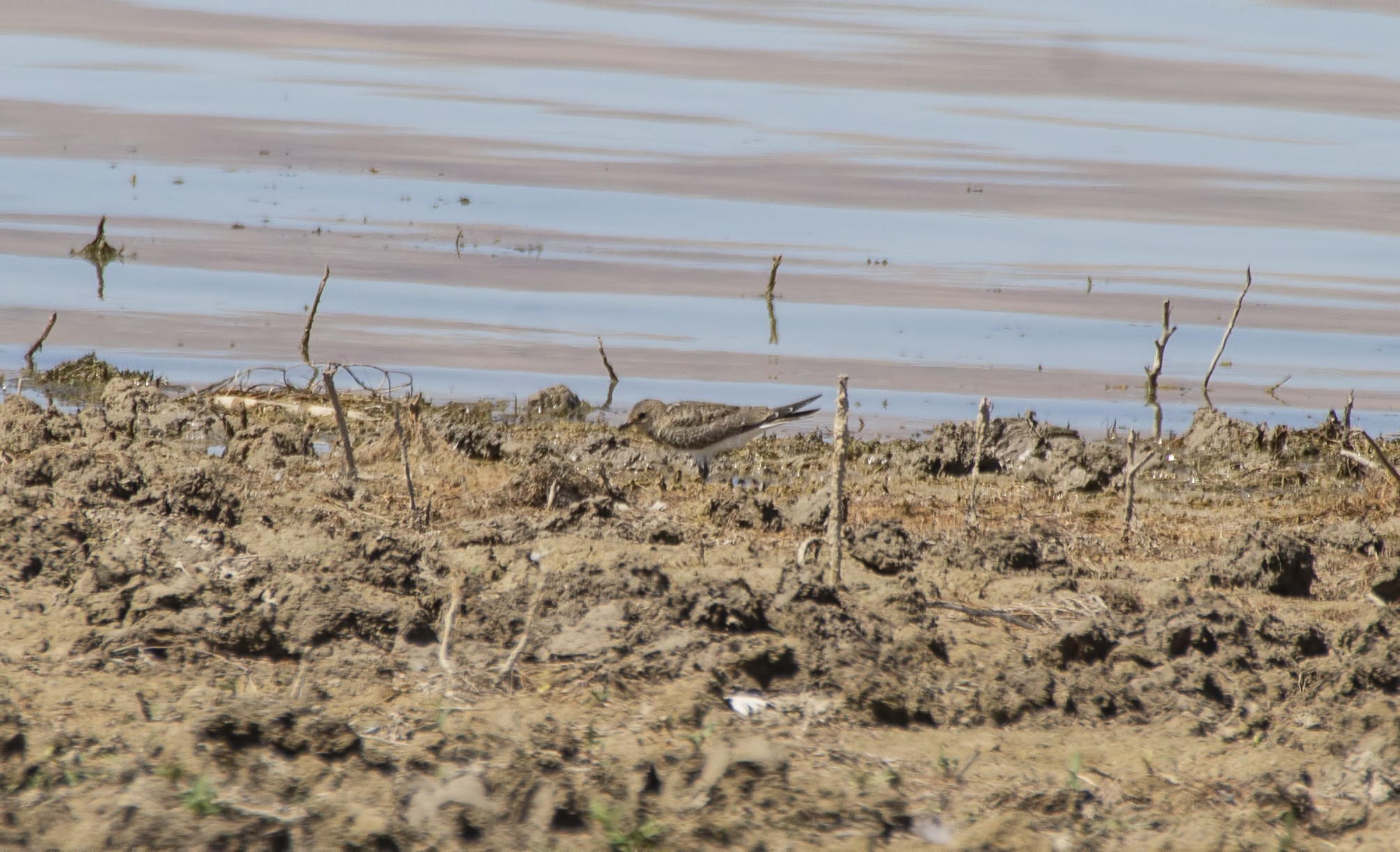 Black-winged Pratincole