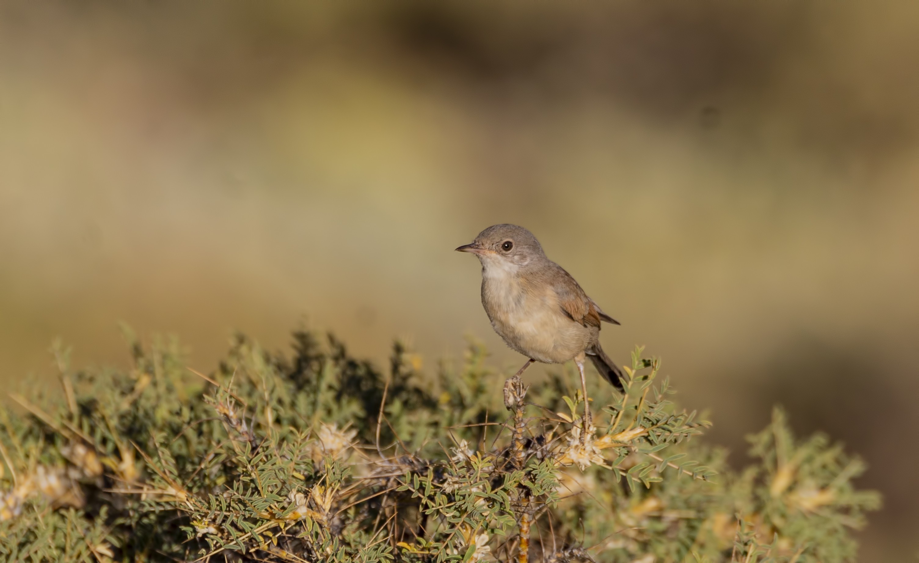 Spectacled Warbler