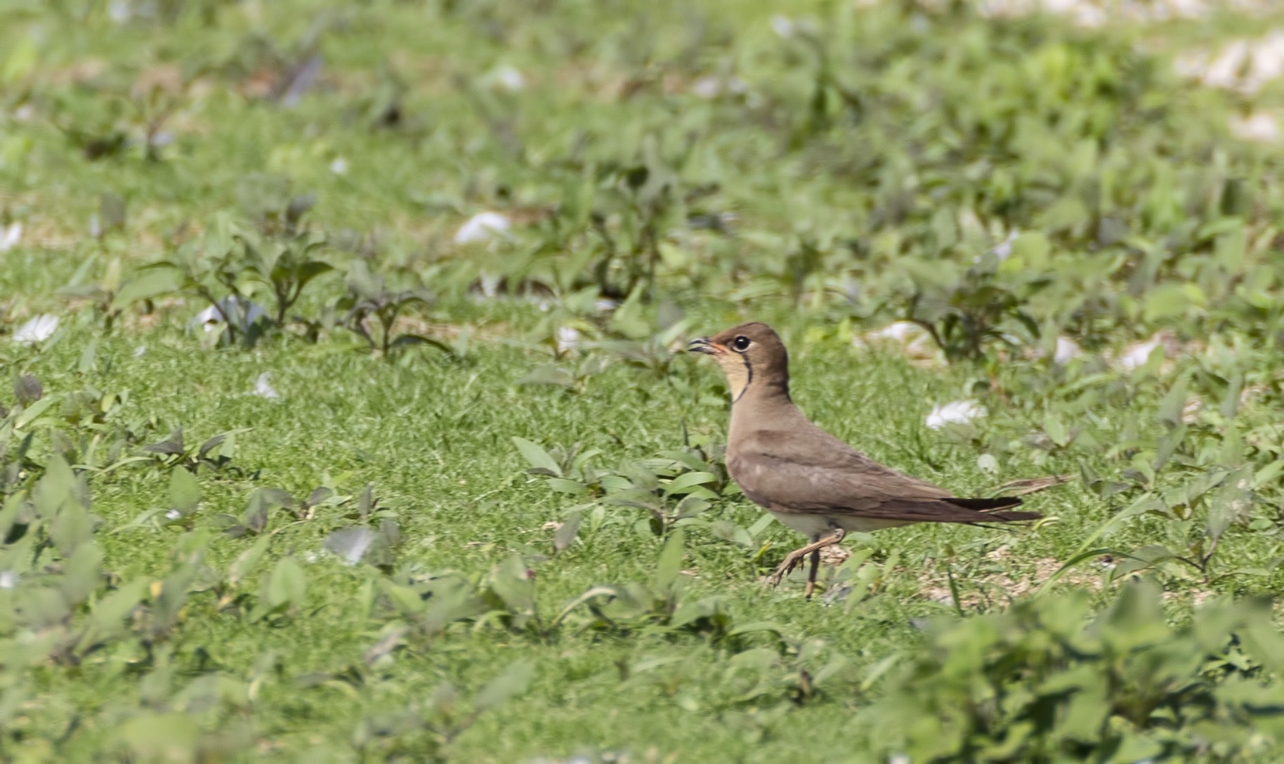Collared Pratincole