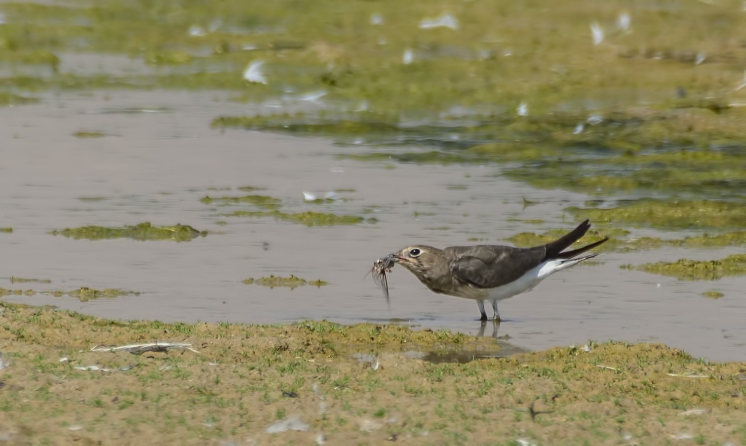 Black-winged Pratincole