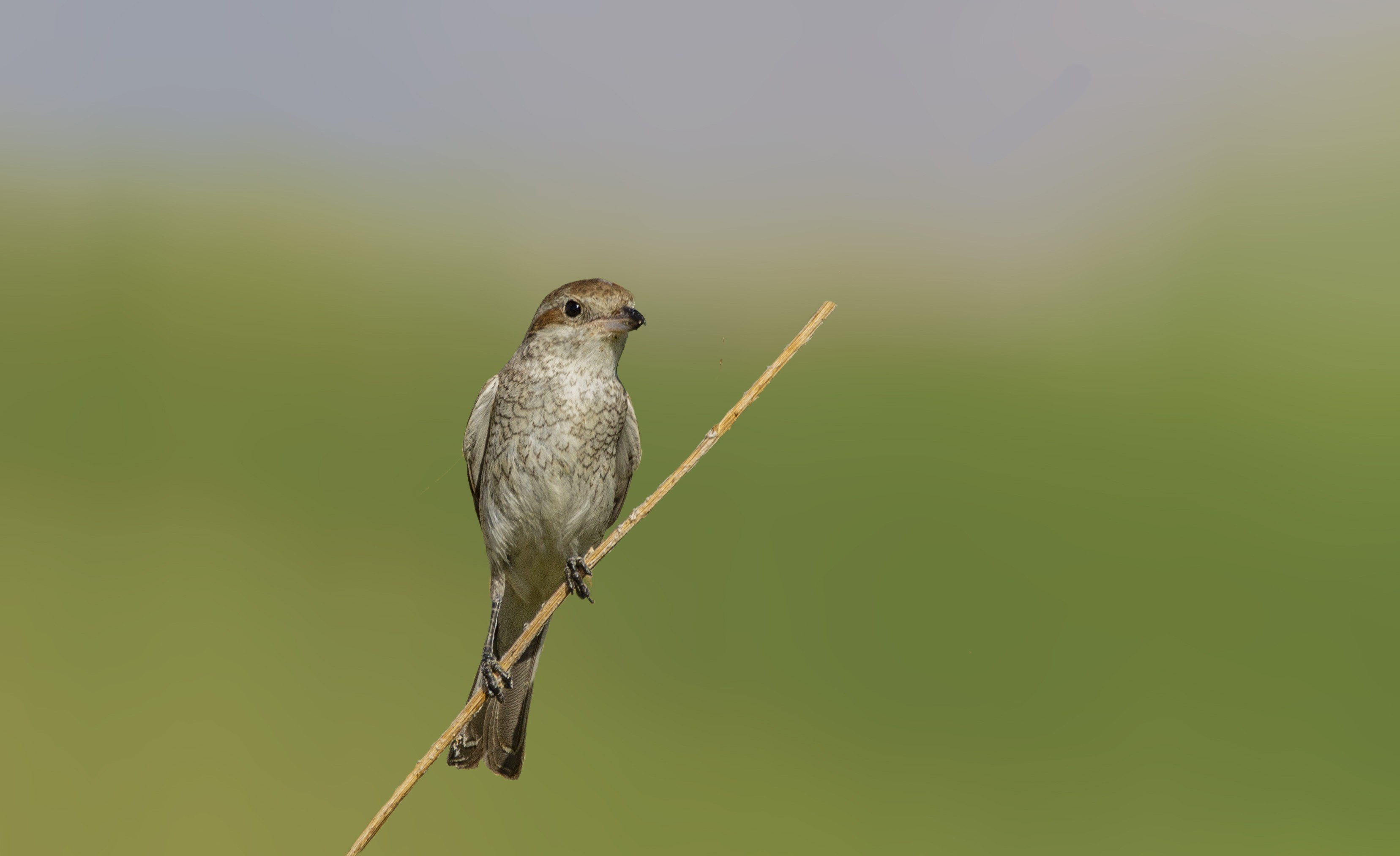 Red-backed Shrike