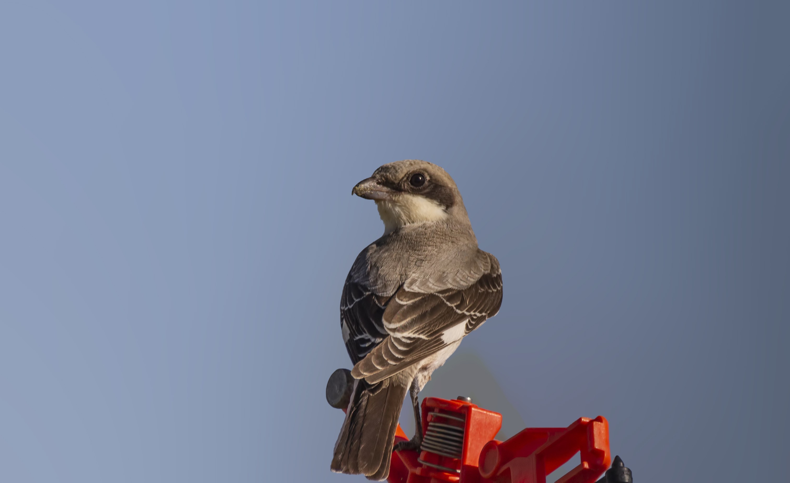 Lesser Gray Shrike