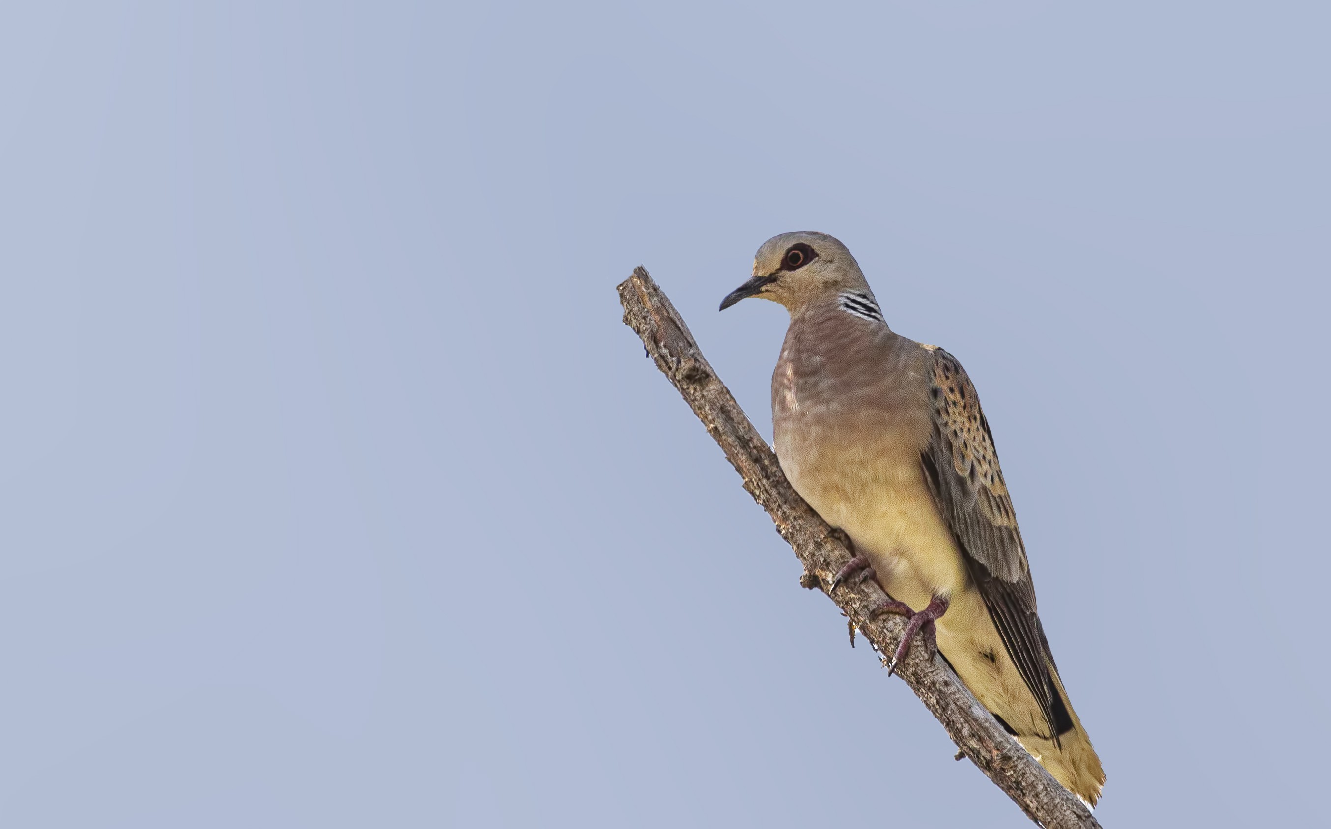 European Turtle-Dove