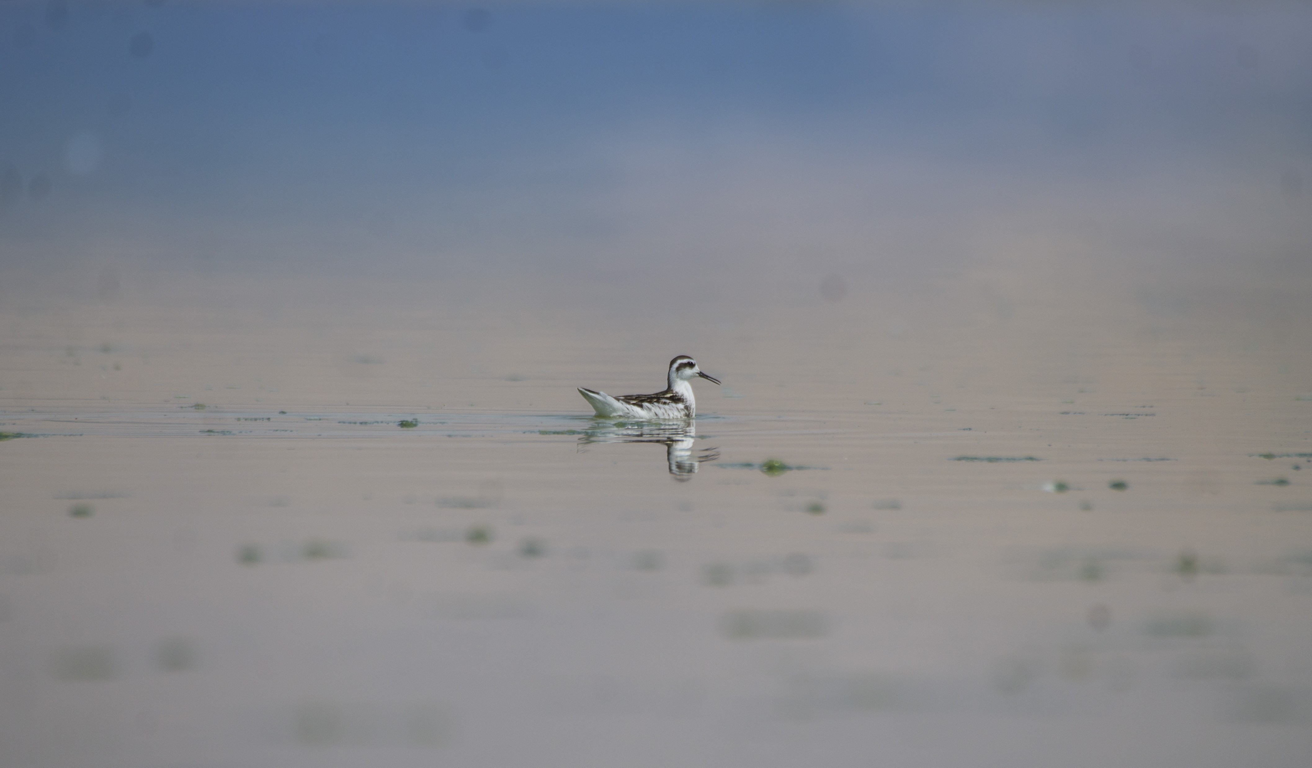 Wilson's Phalarope