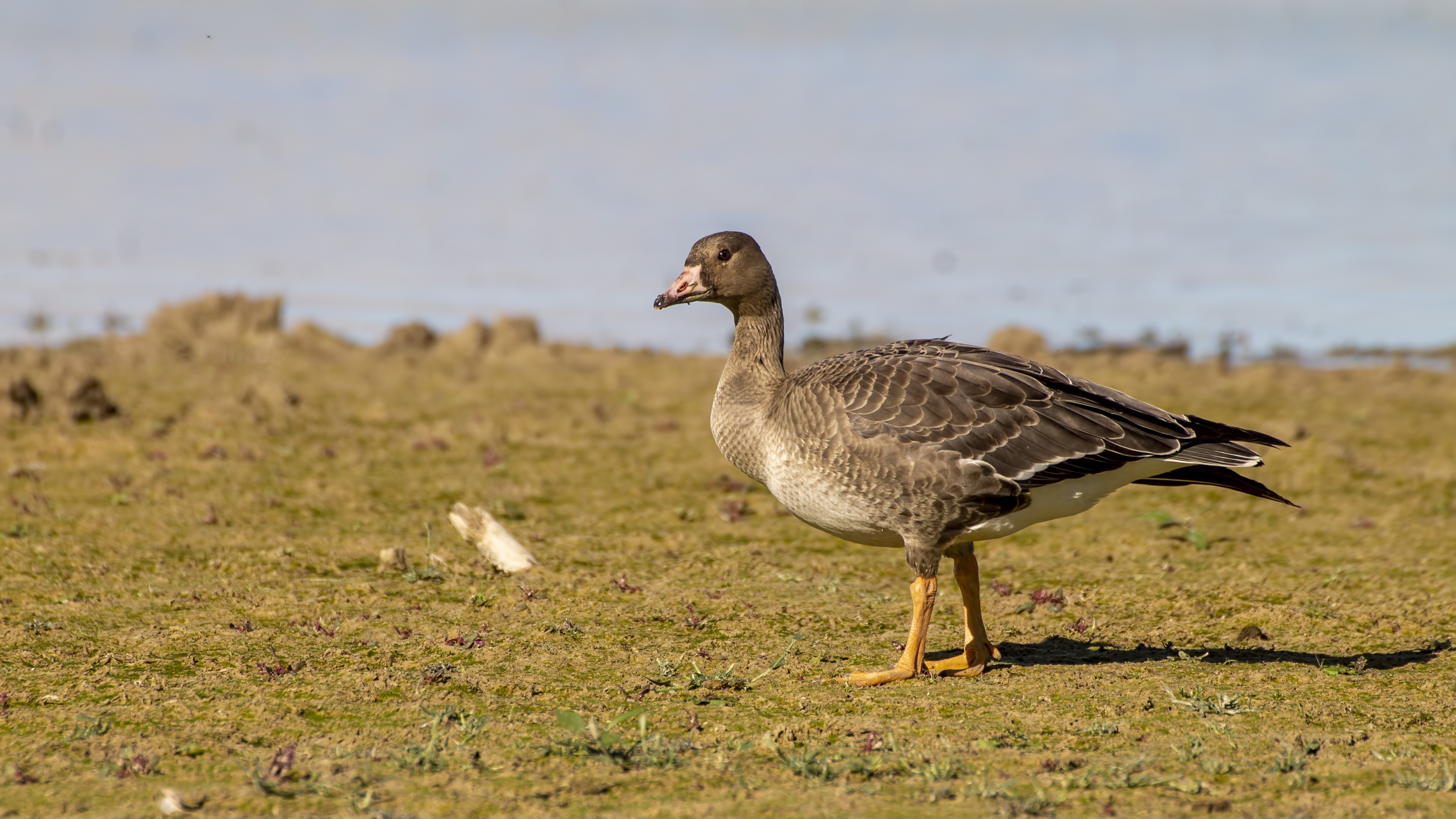 Greater White-fronted Goose