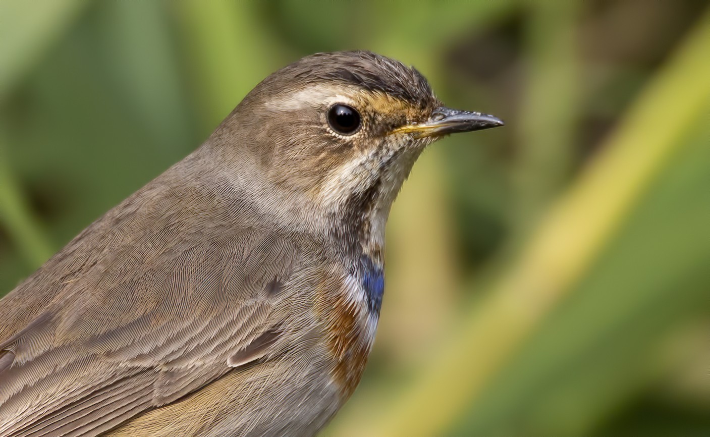 Bluethroat