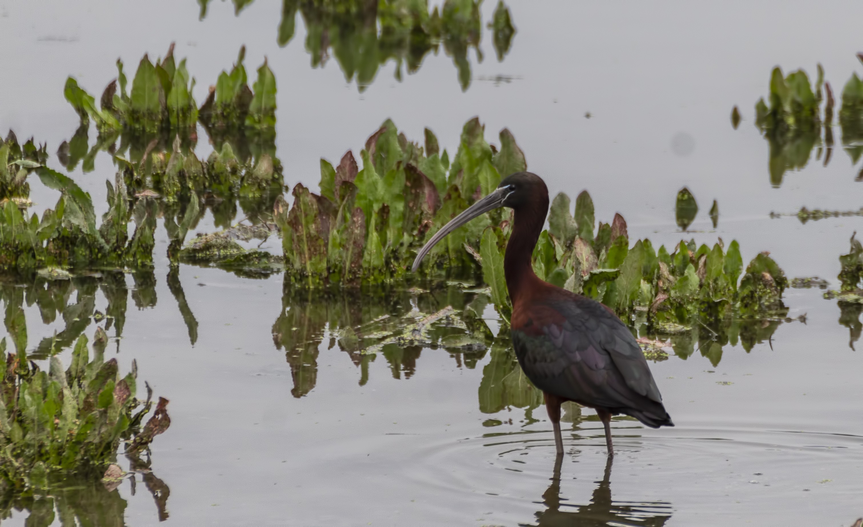 Glossy Ibis