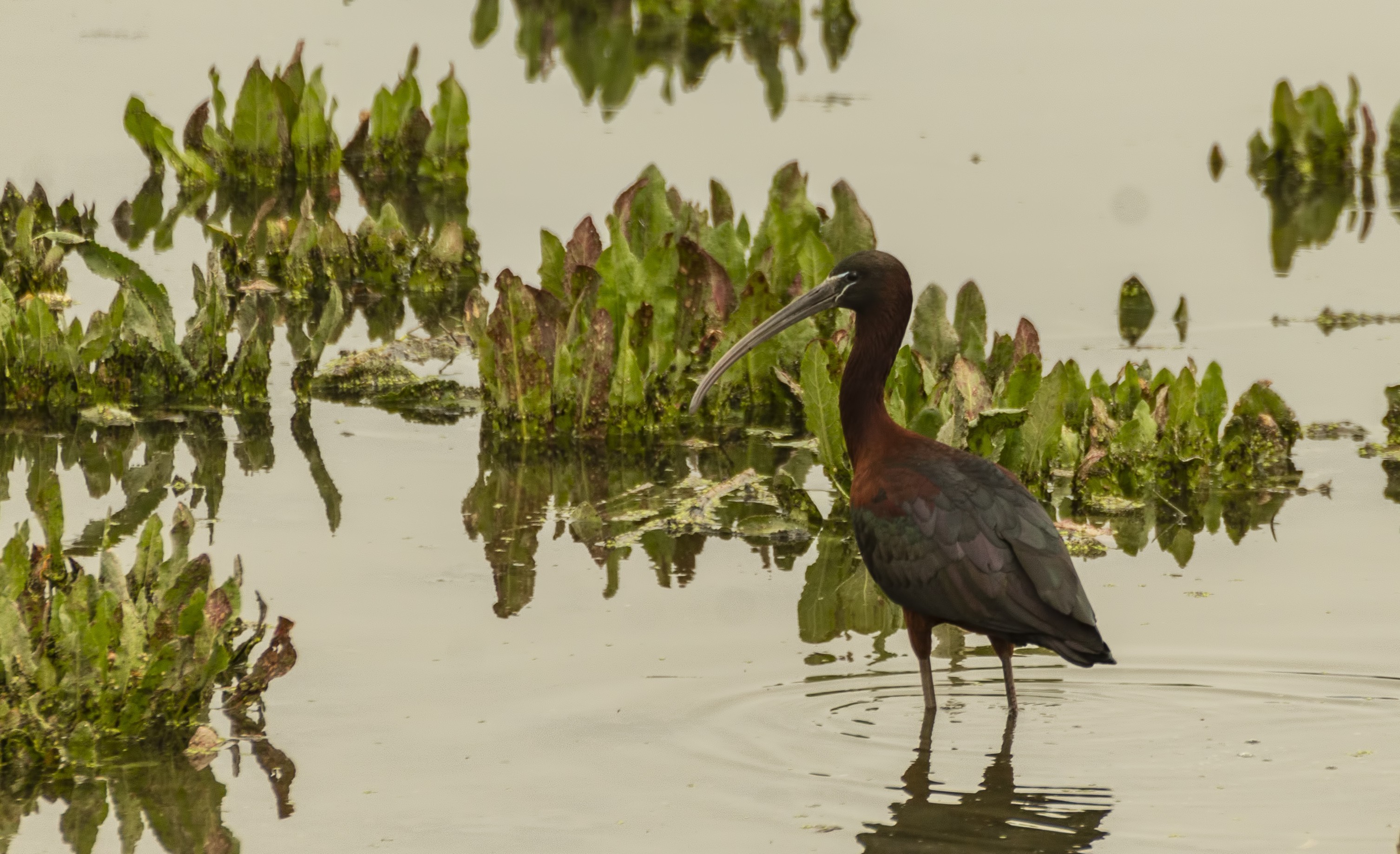 Glossy Ibis