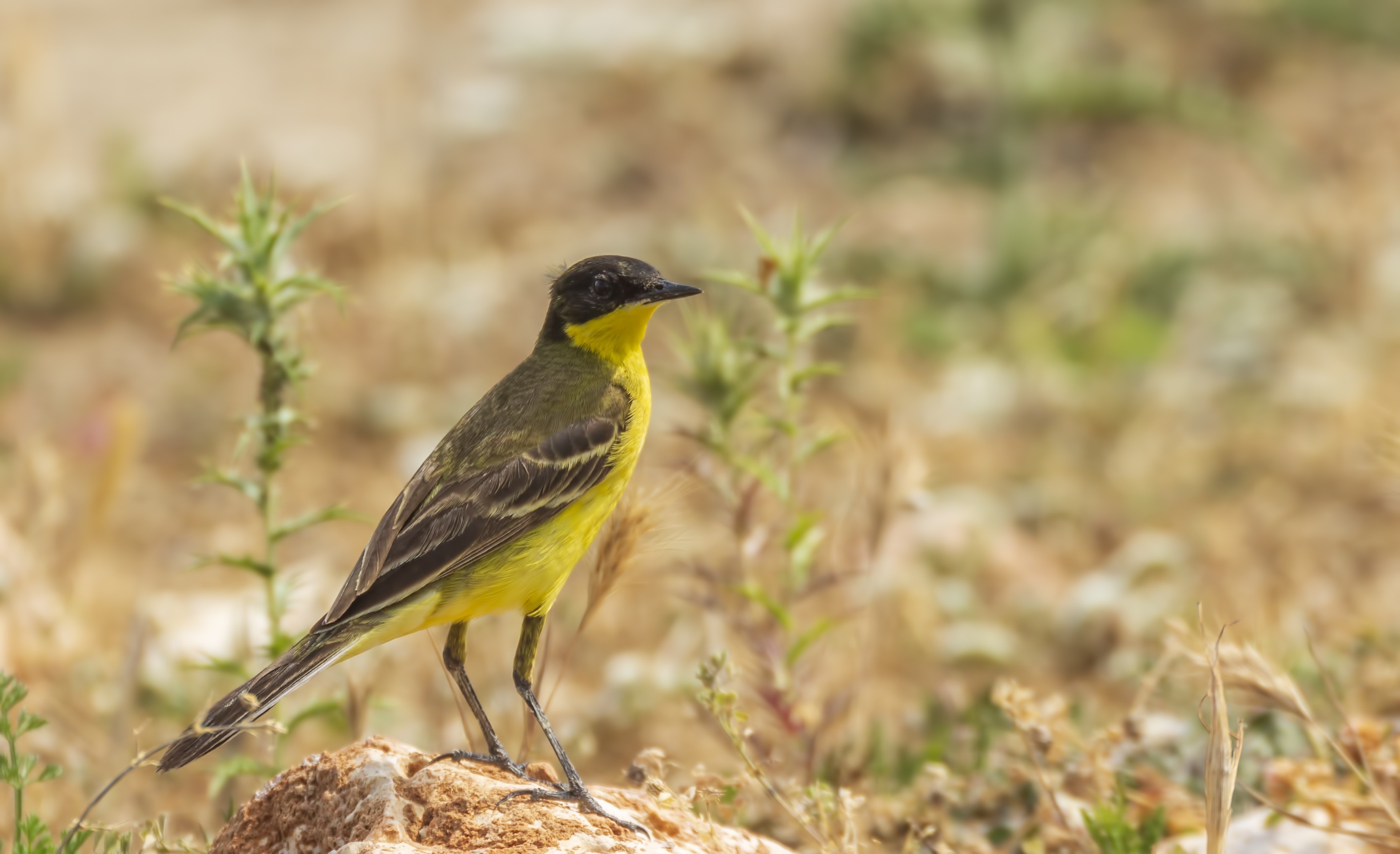 Western Yellow Wagtail