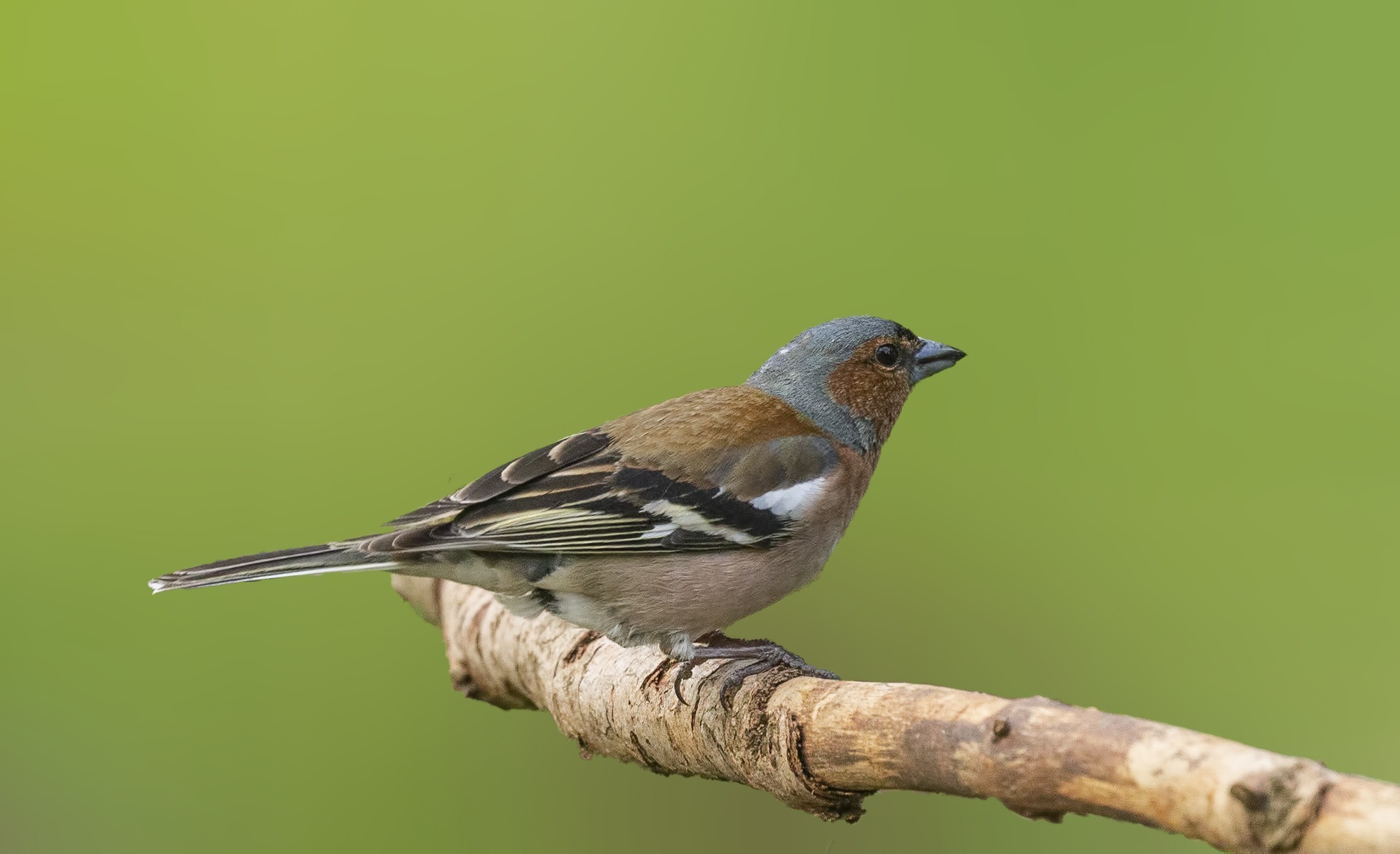 Common Chaffinch
