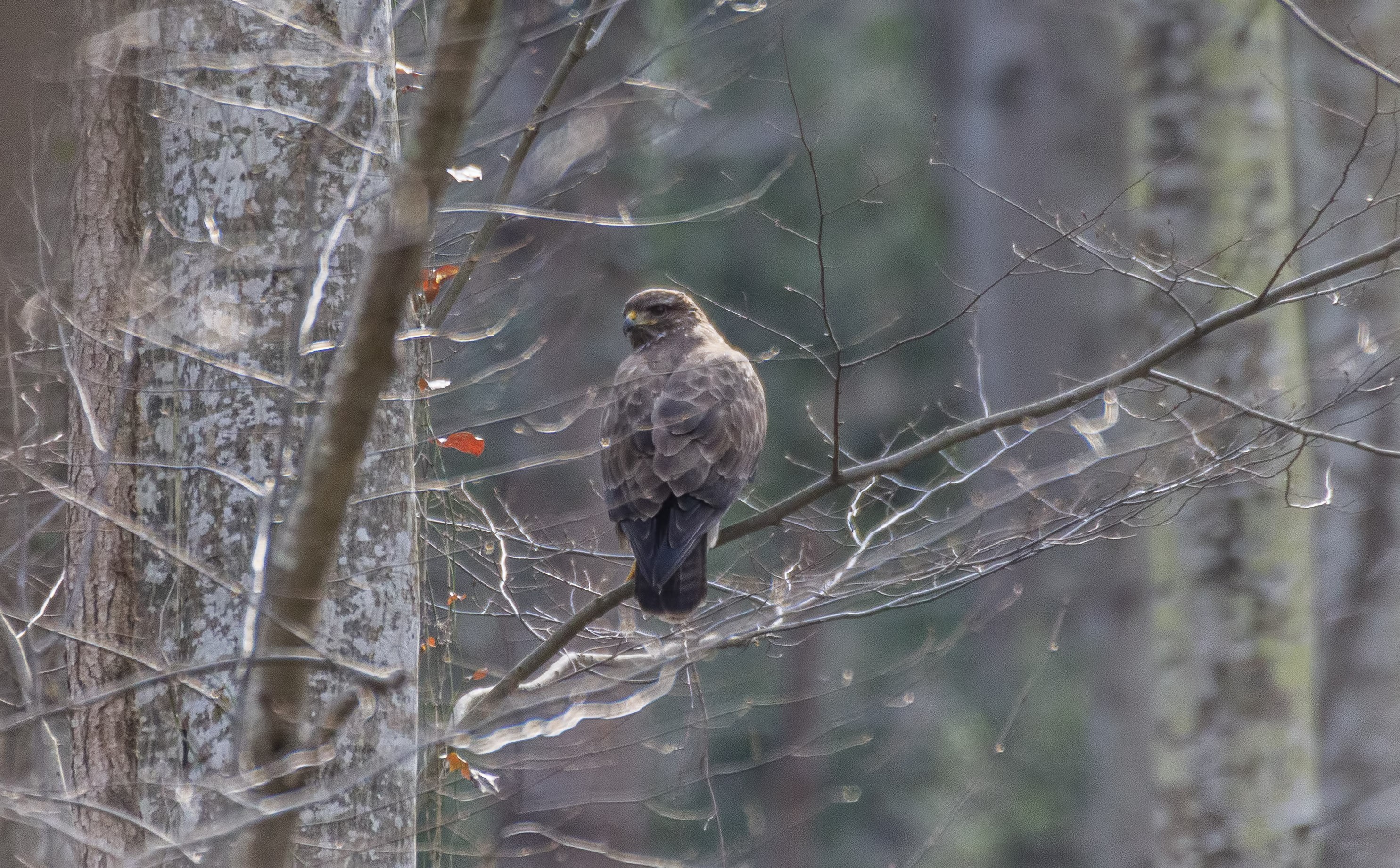 Eurasian Wryneck