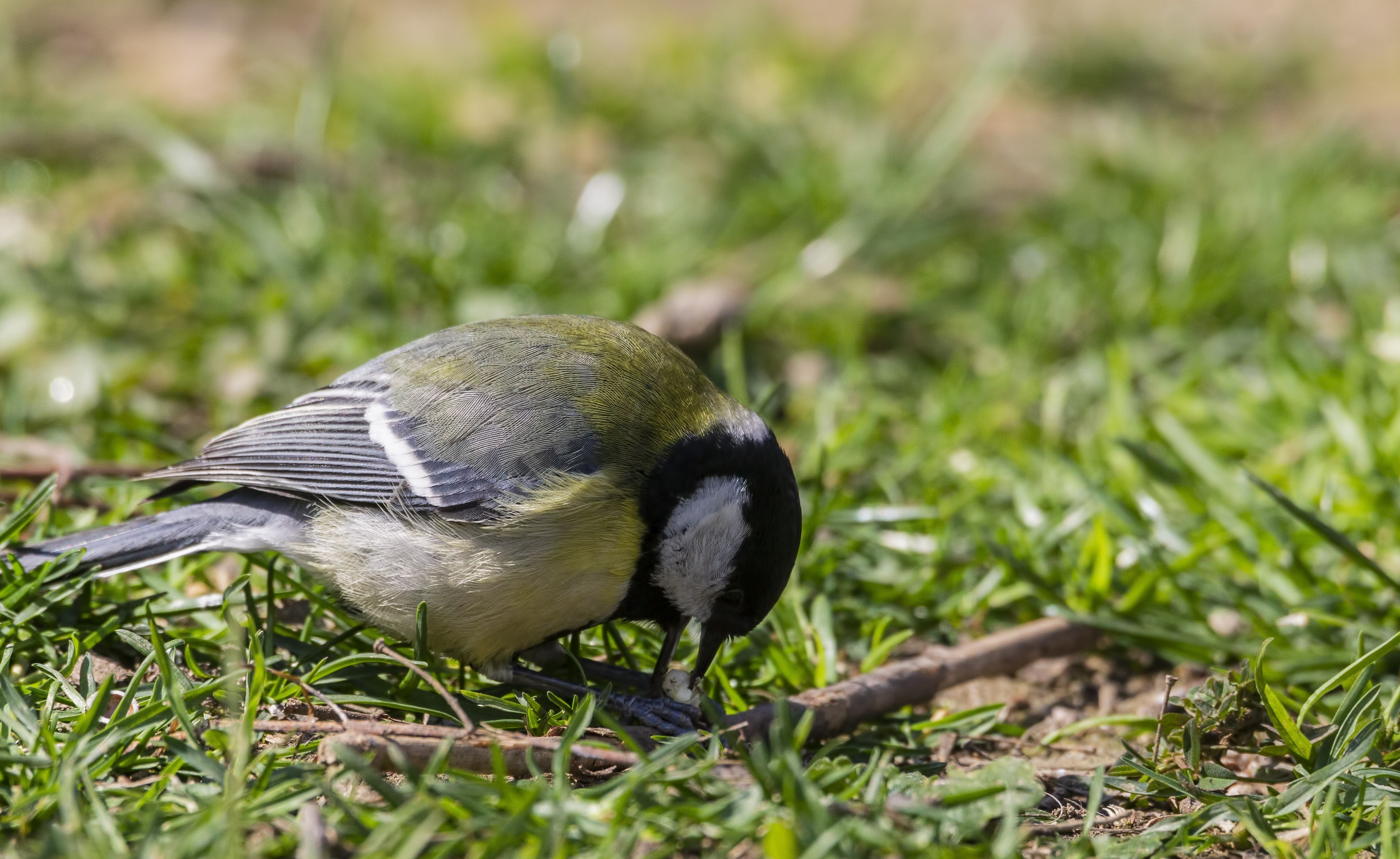 Great Tit