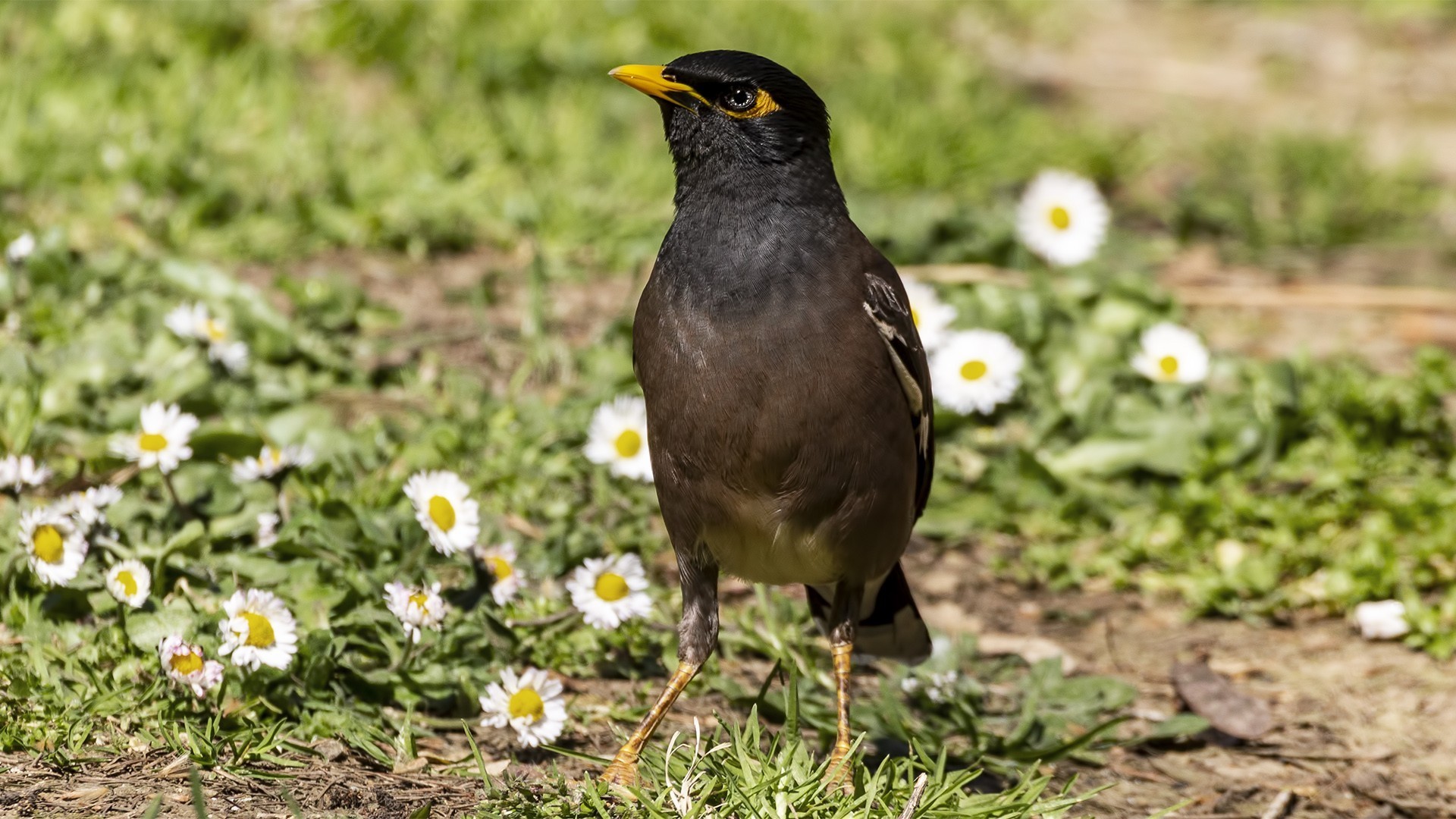 Common Myna