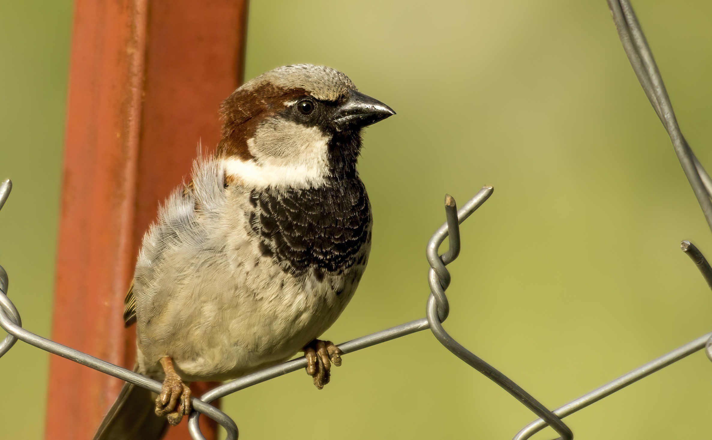 House Sparrow