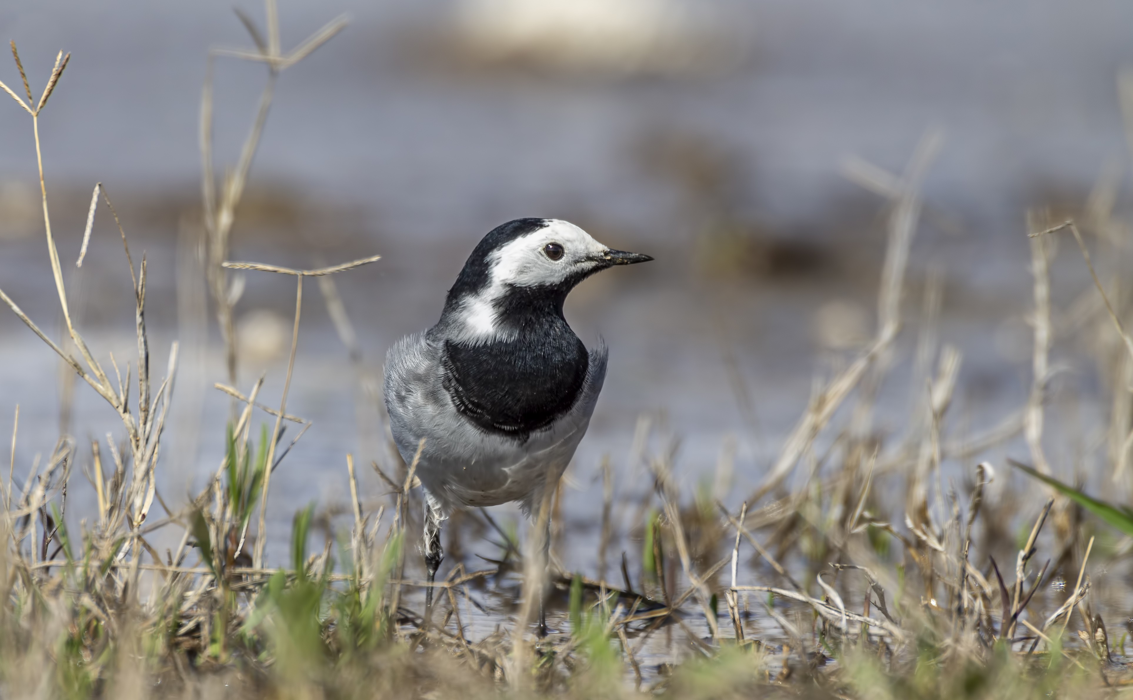 White Wagtail