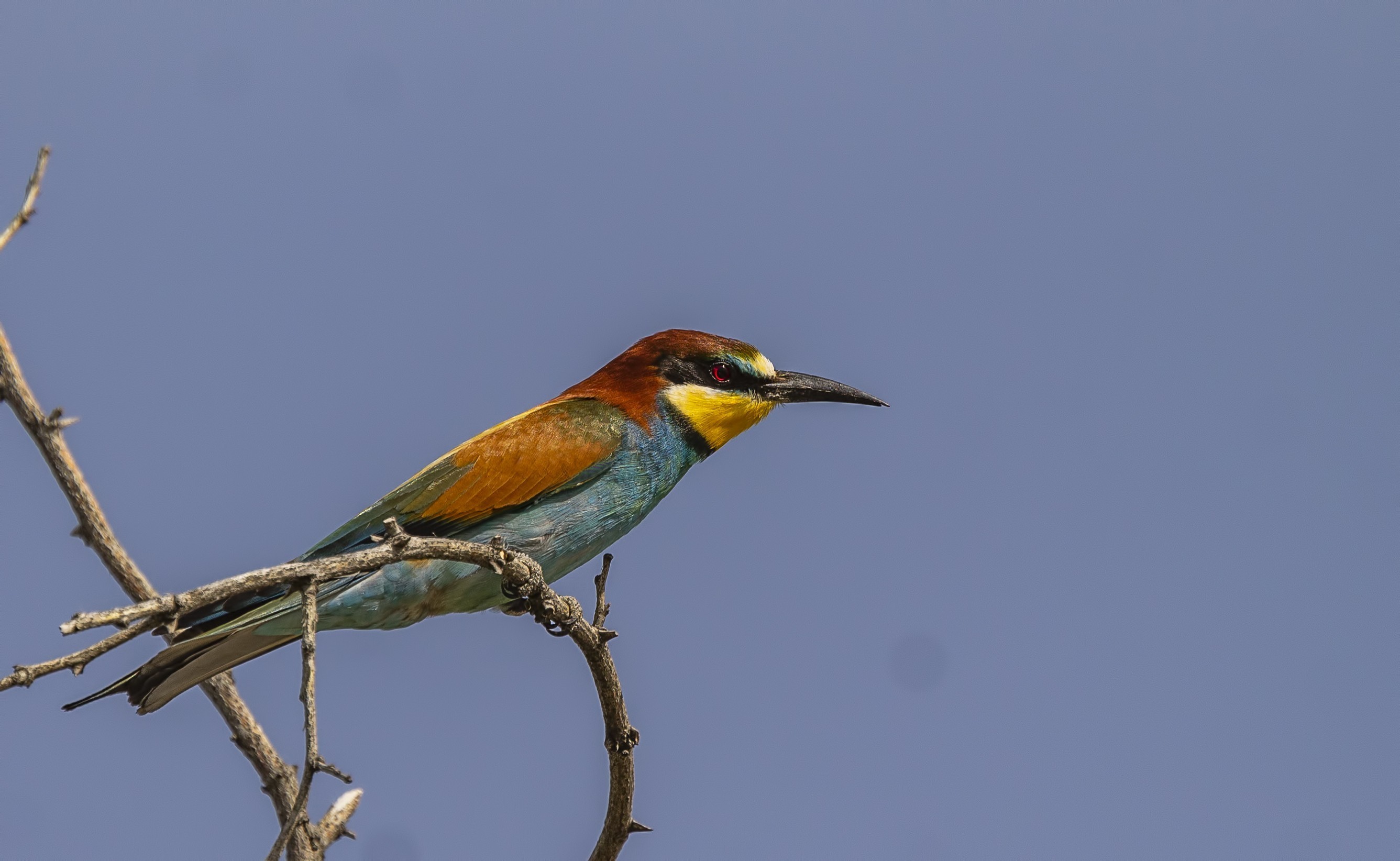 European Bee-eater
