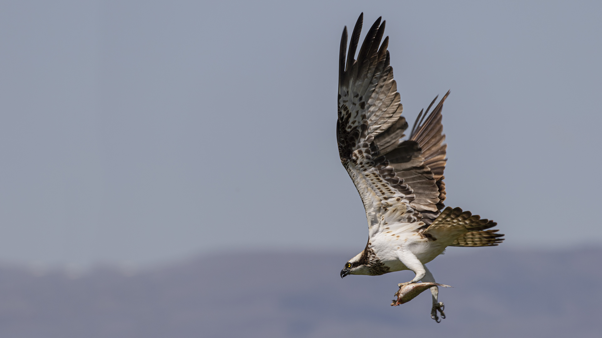 Osprey