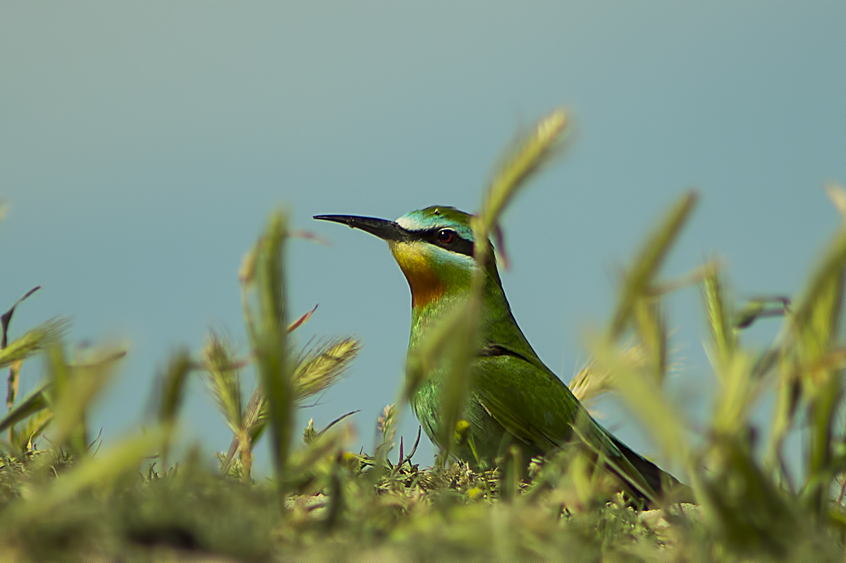 Blue-cheeked Bee-eater