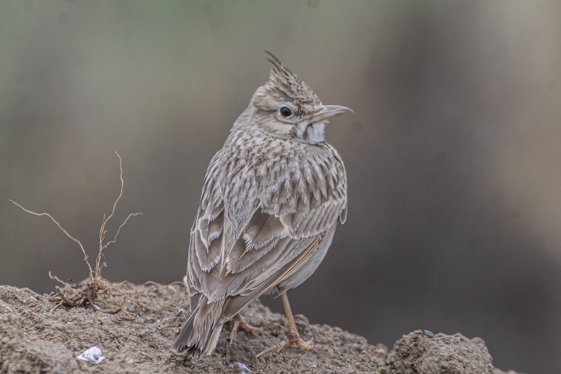 Crested Lark — Ana fotoğraf