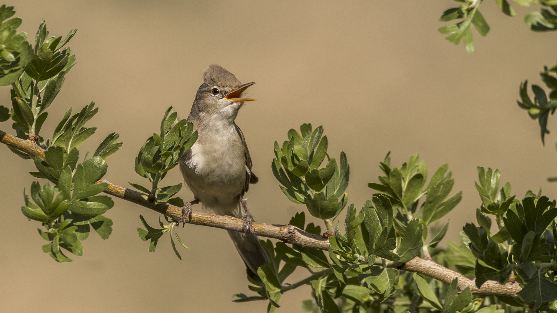 Upcher's Warbler — Ana fotoğraf