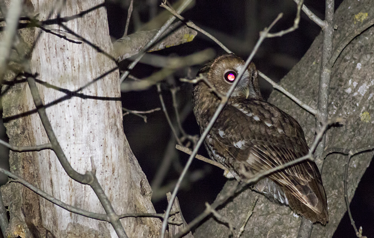 Tawny Owl