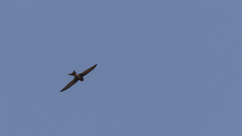 Common Swift