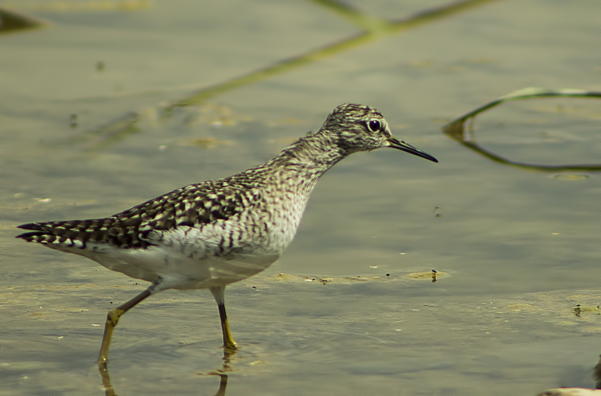 Common Greenshank