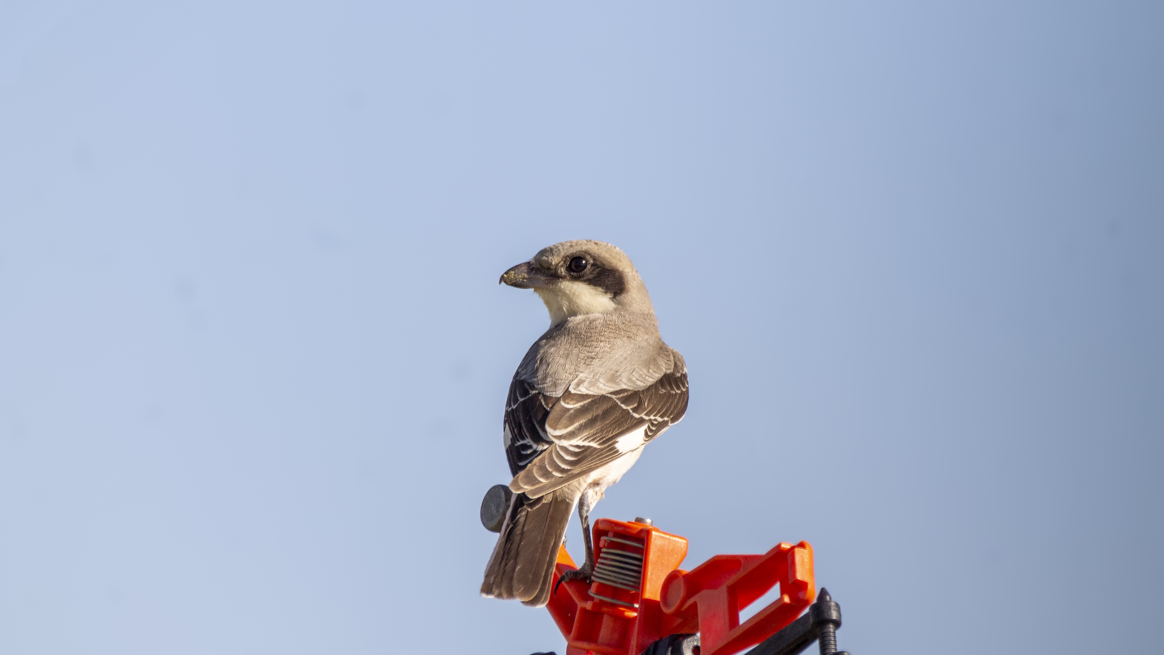 Lesser Gray Shrike