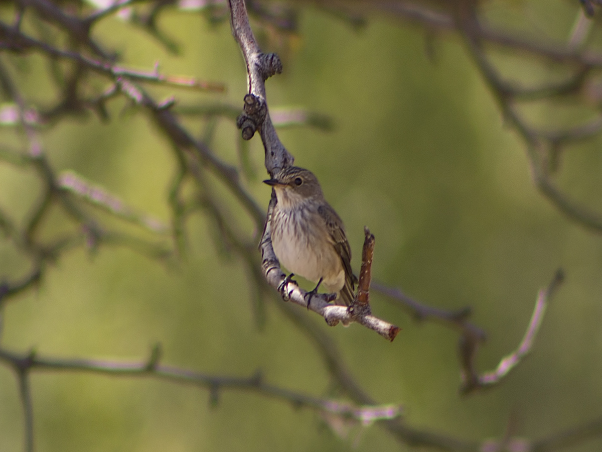 Spotted Flycatcher