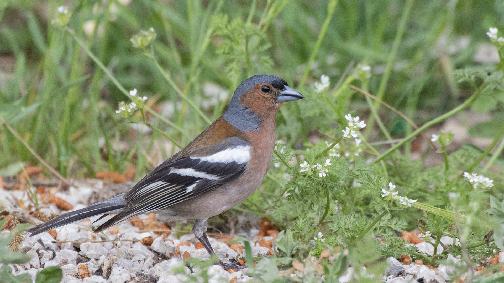 Common Chaffinch — Ana fotoğraf