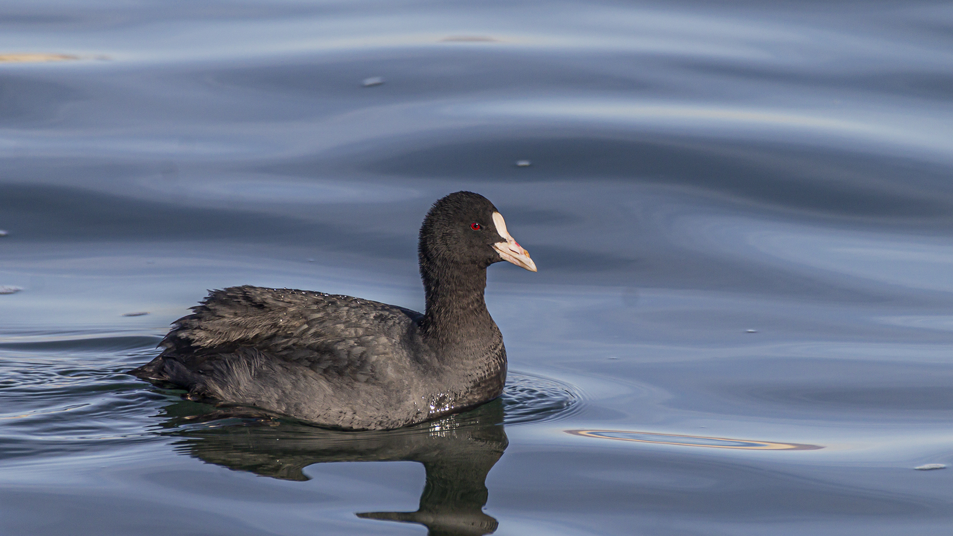Eurasian Coot