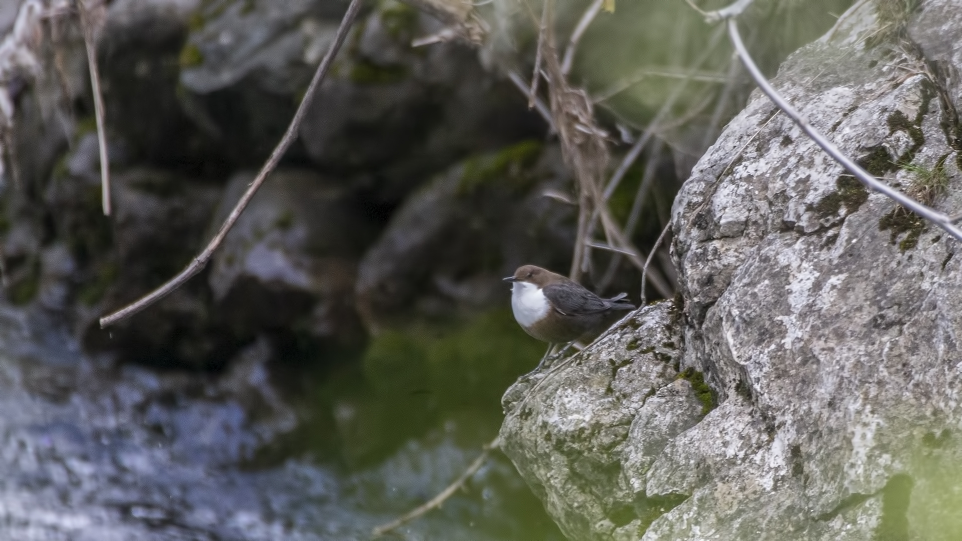 White-throated Dipper — Ana fotoğraf