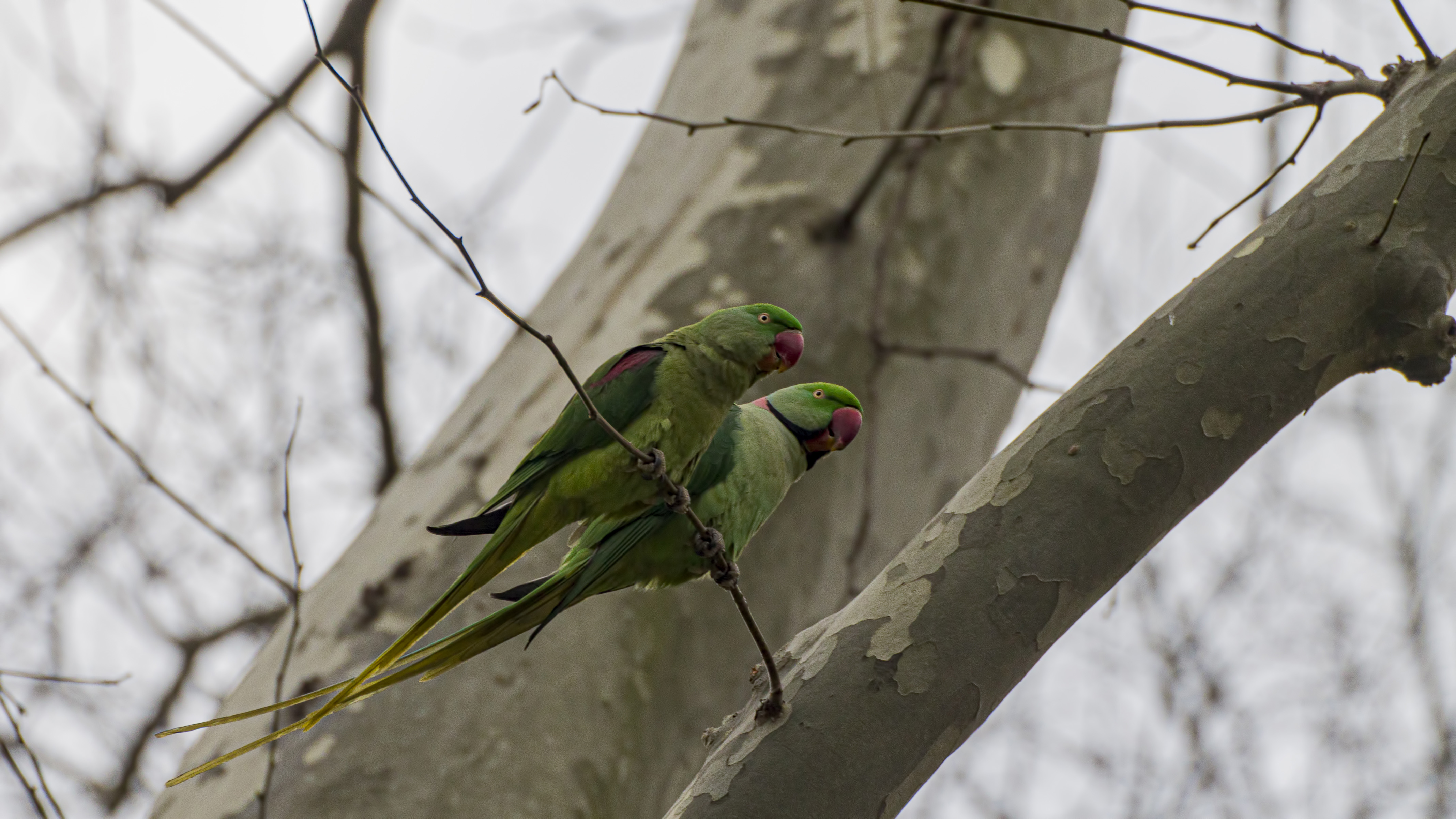 Alexandrine Parakeet