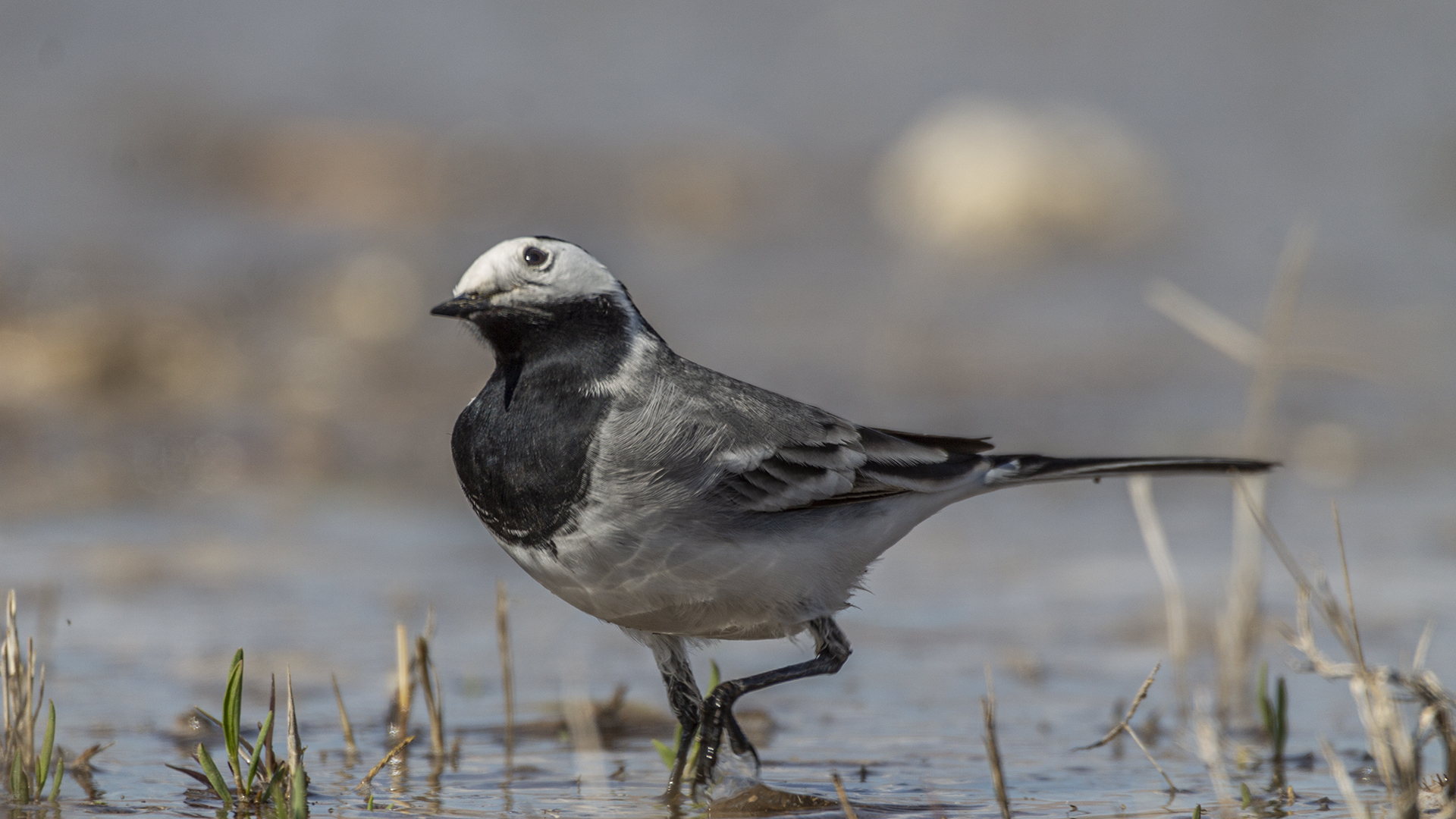 White Wagtail