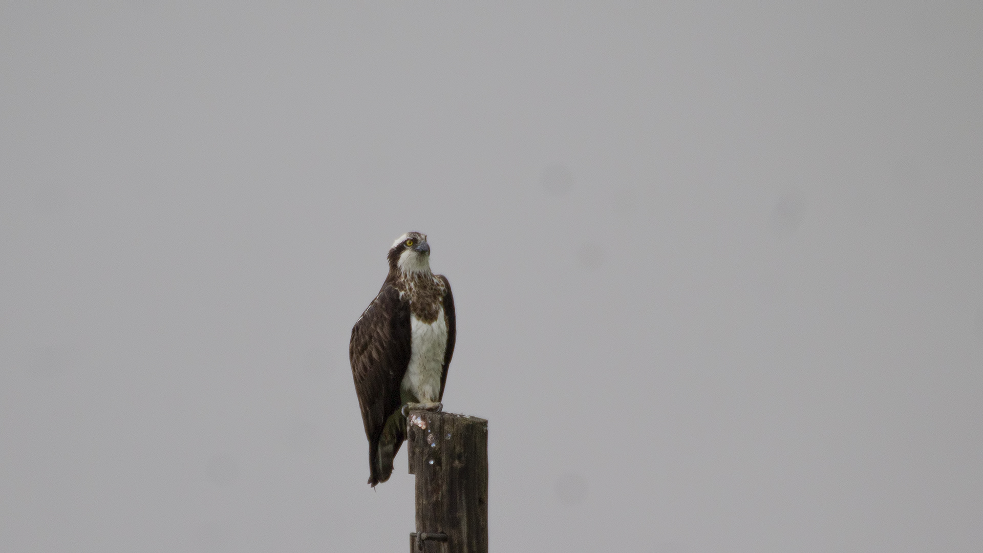 Osprey