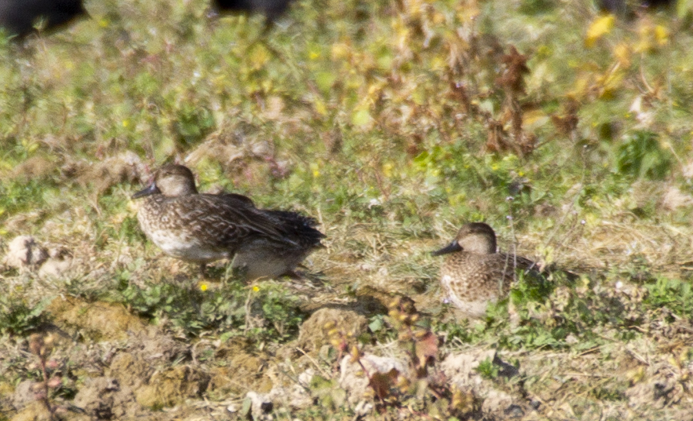 Marbled Teal