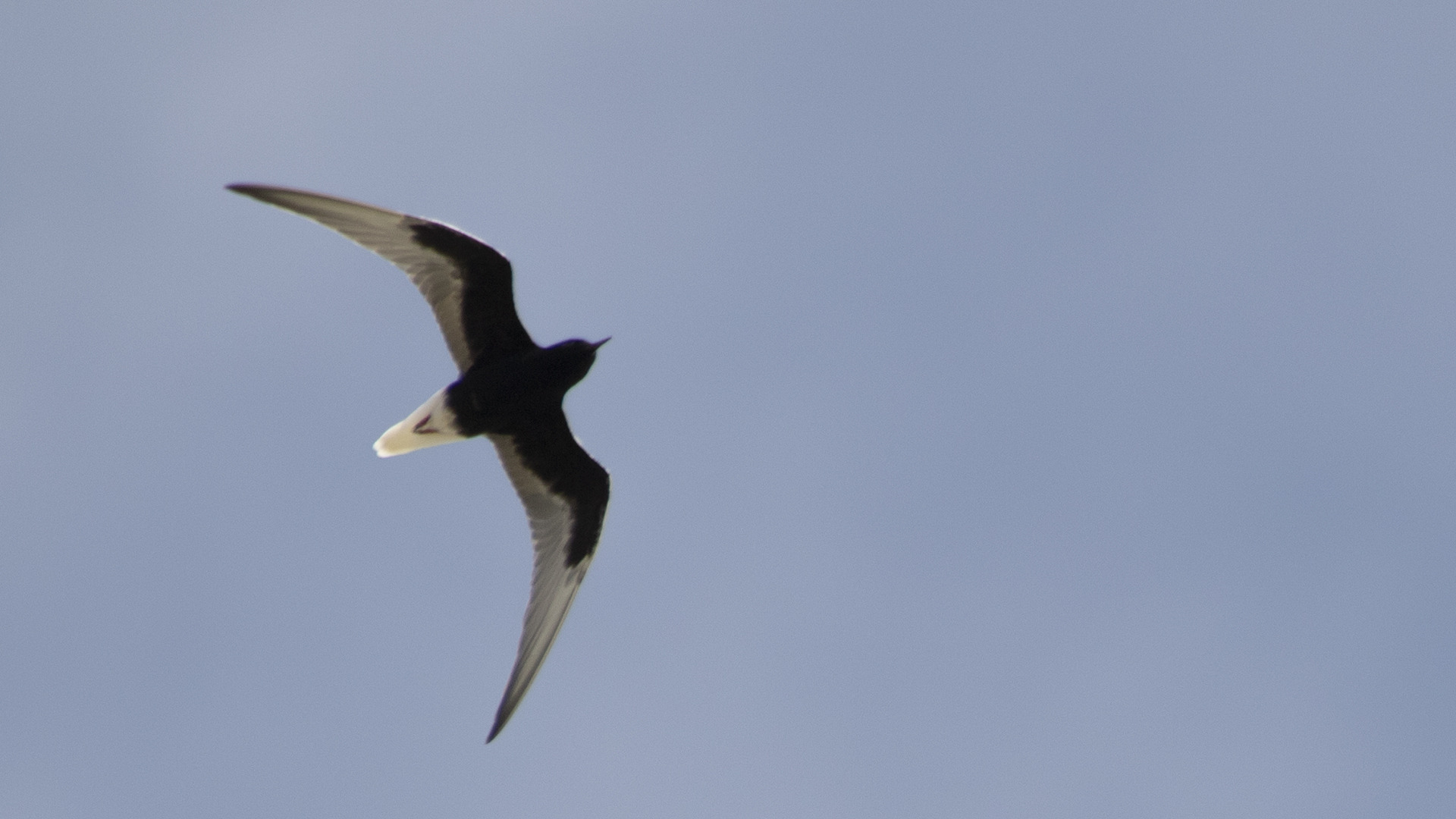 White-winged Tern — Ana fotoğraf