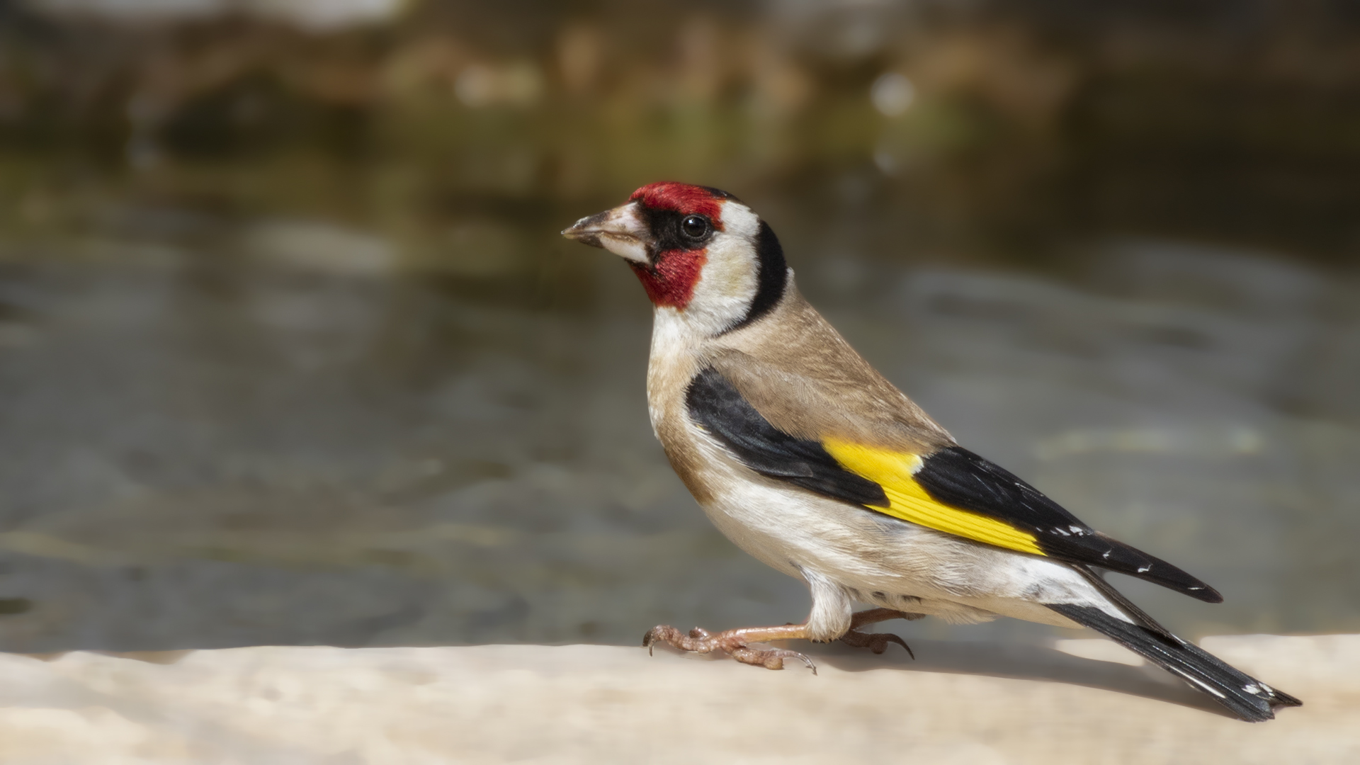 European Goldfinch
