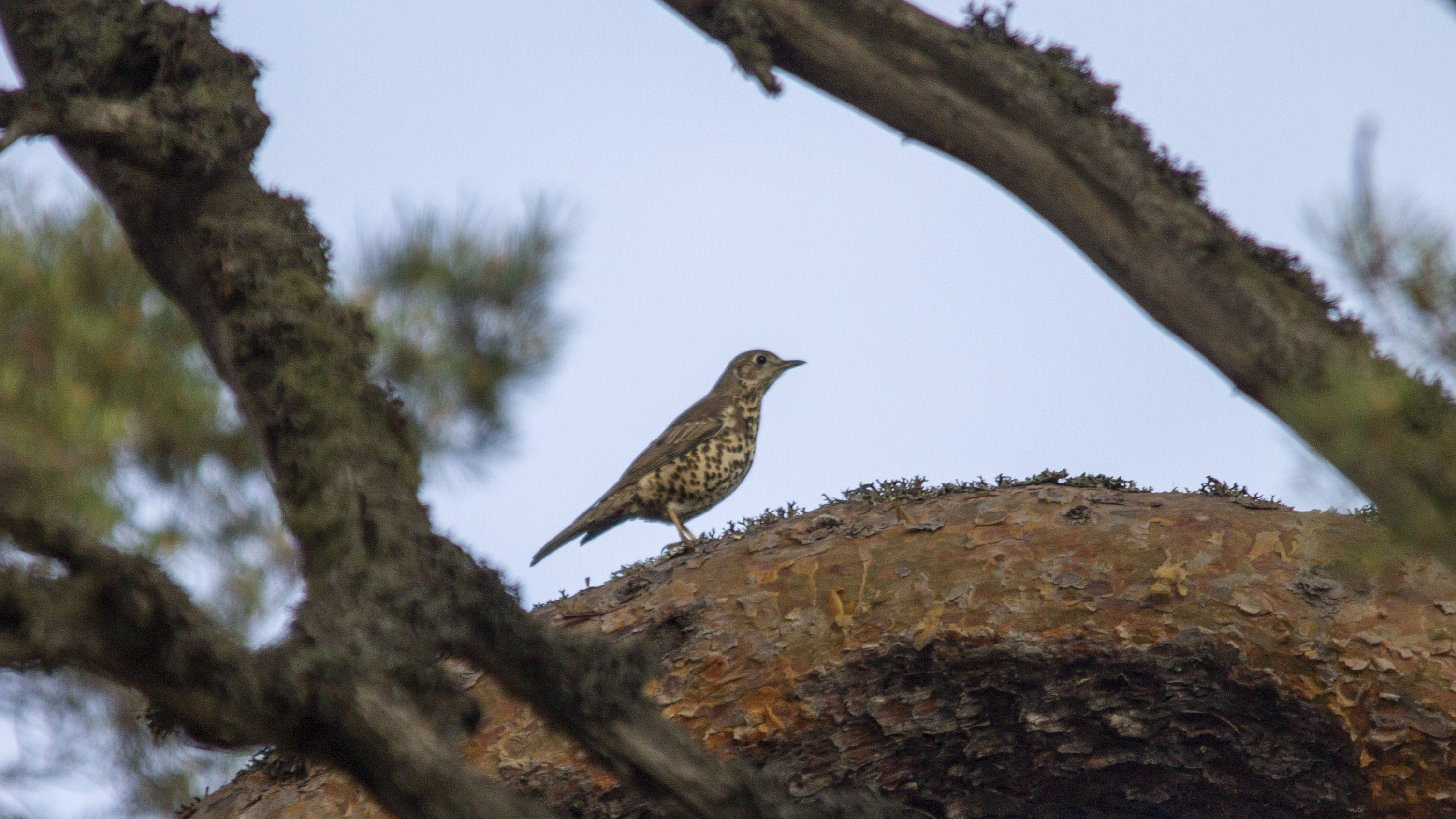 Mistle Thrush