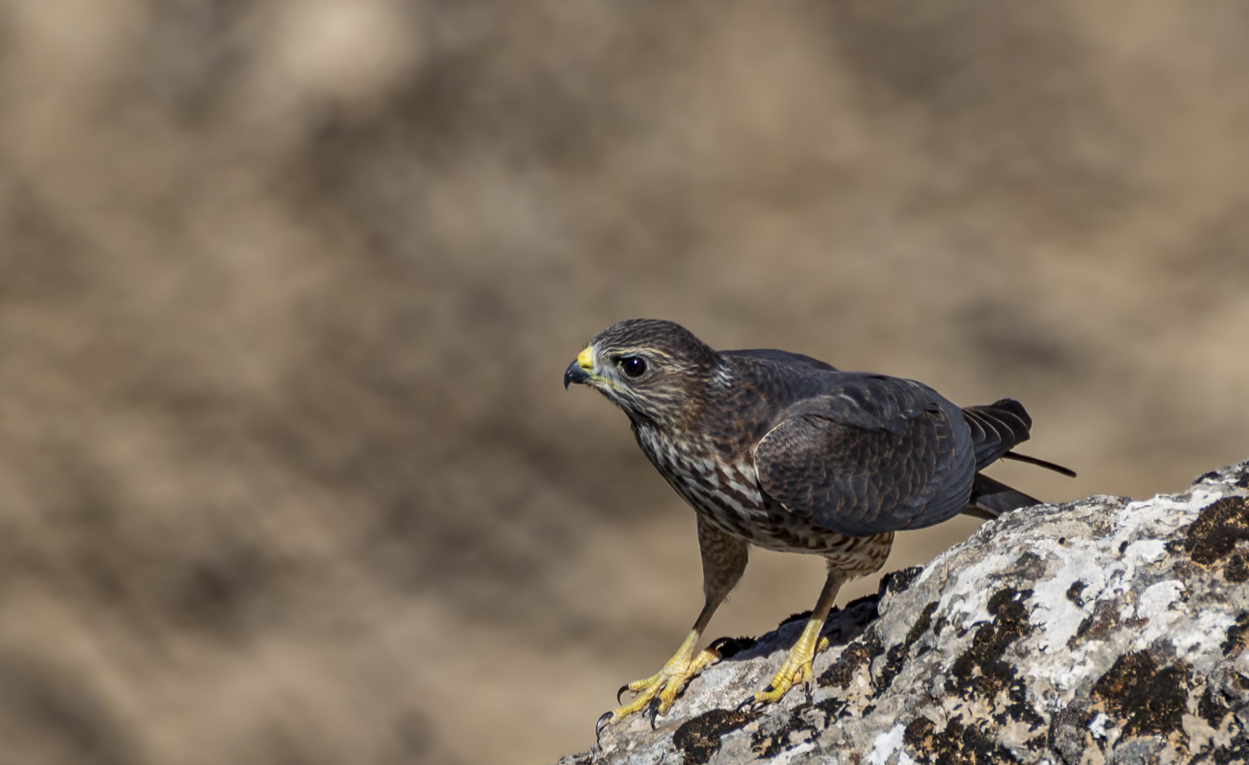Levant Sparrowhawk