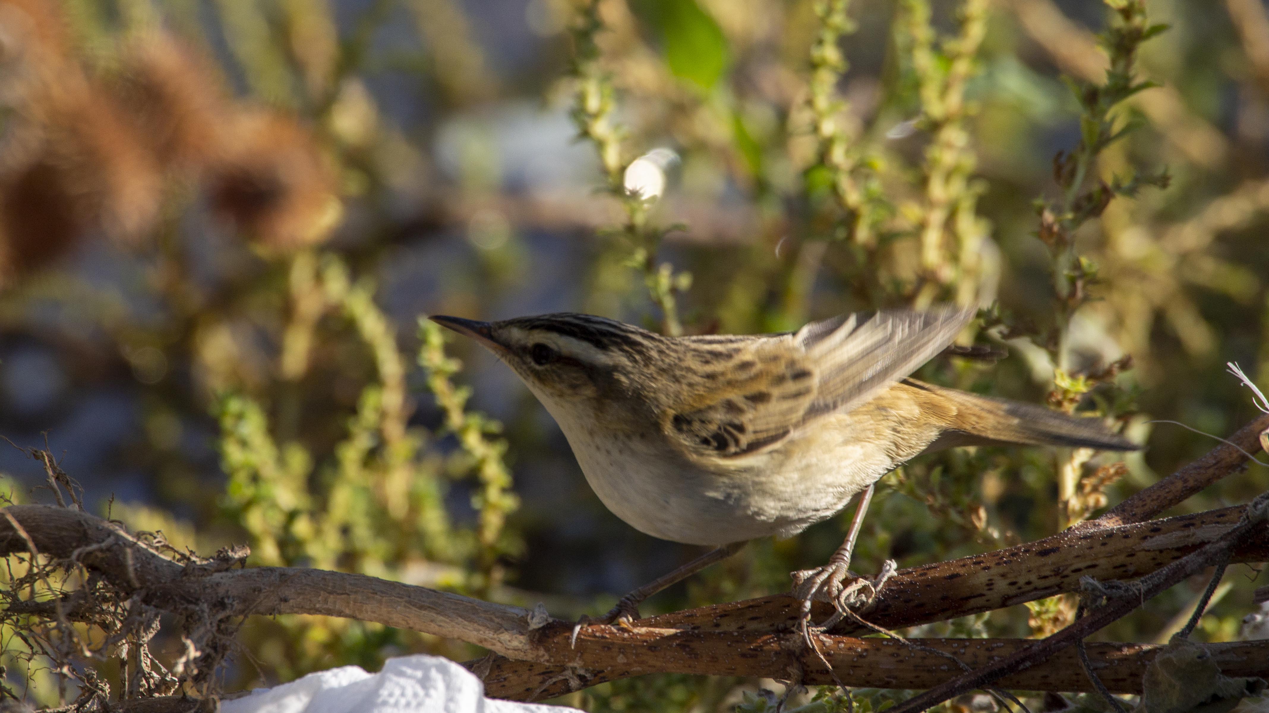 Sedge Warbler