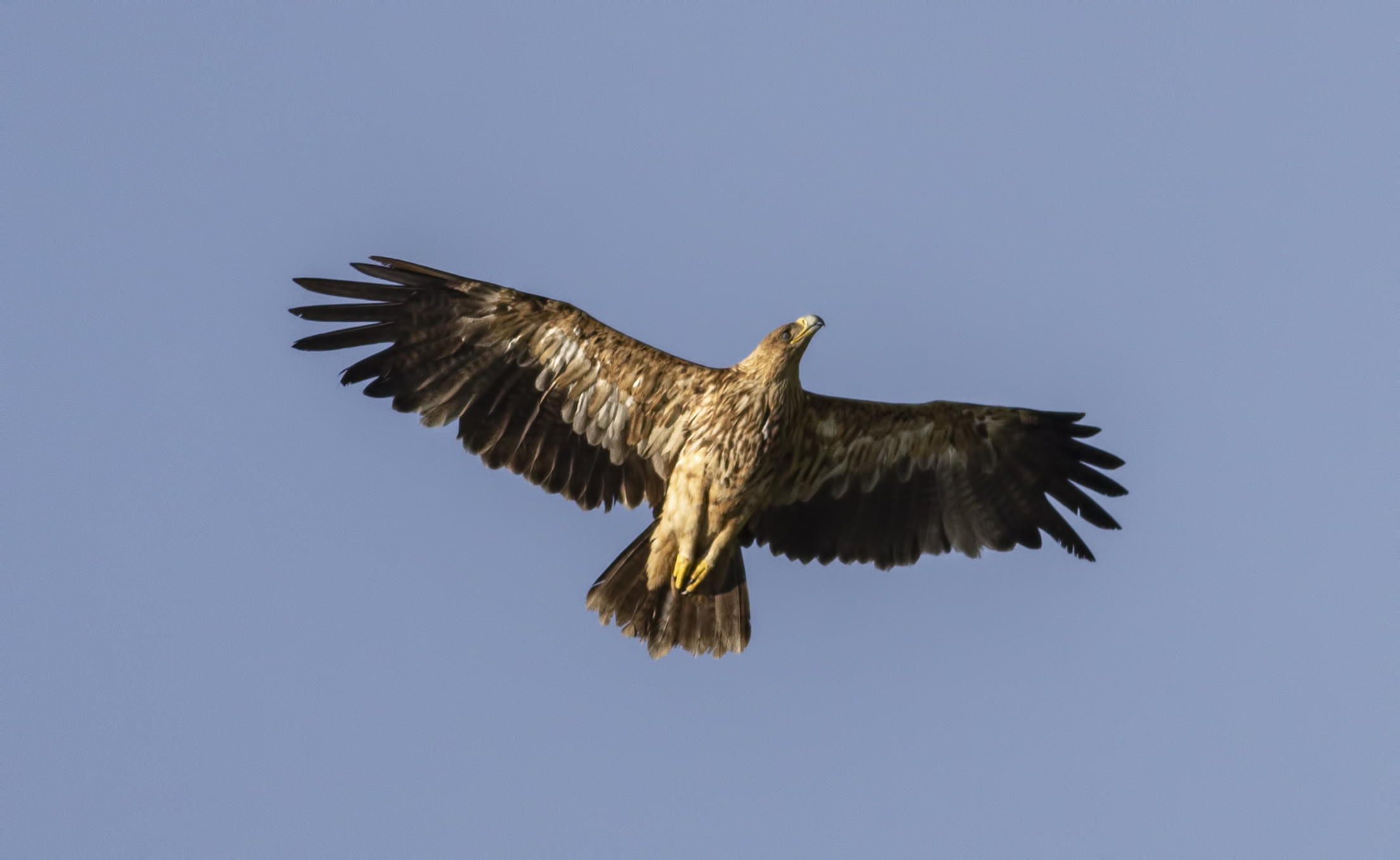 Imperial Eagle