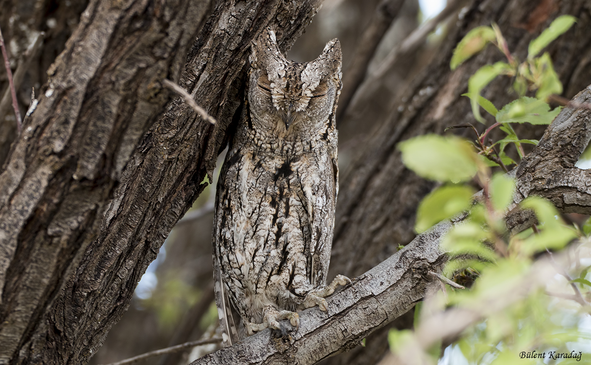 Eurasian Scops-Owl