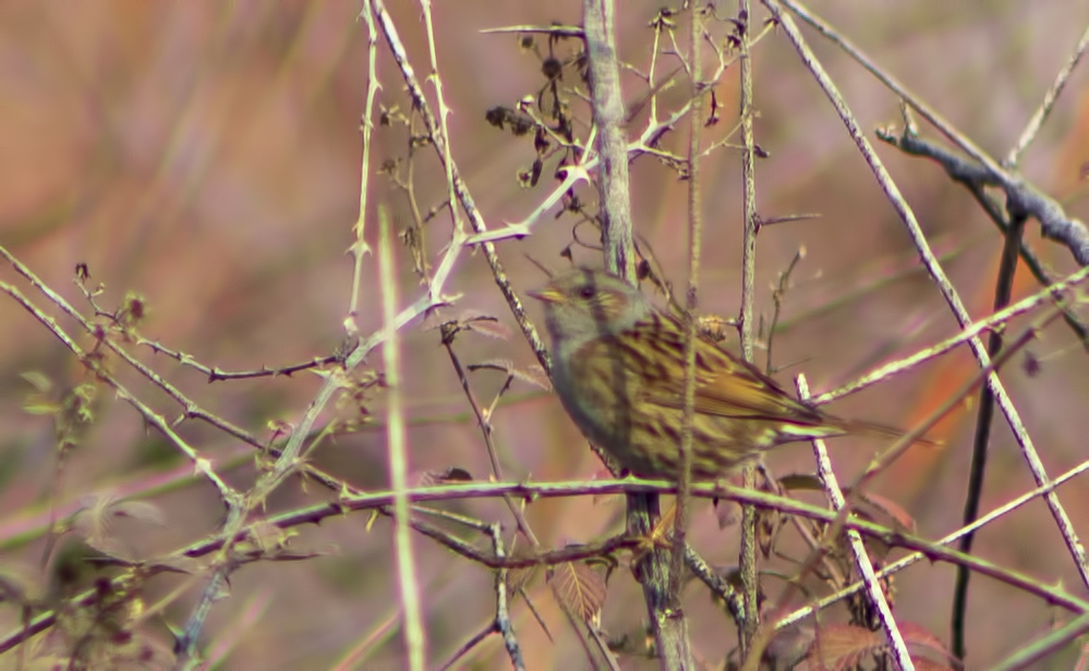 Dunnock